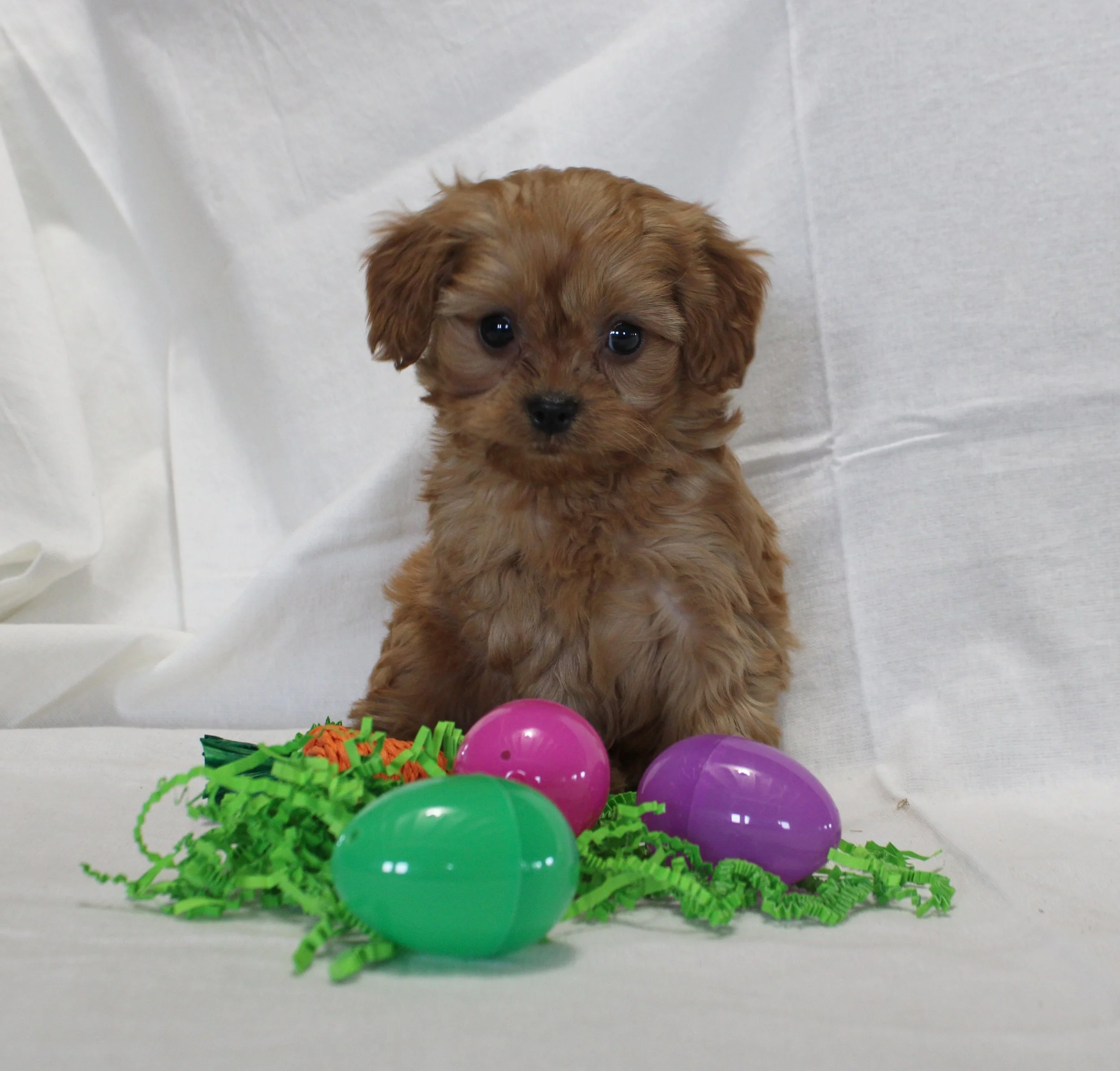 Apricot Cavapoo puppy Sidney with fluffy teddy-bear coat