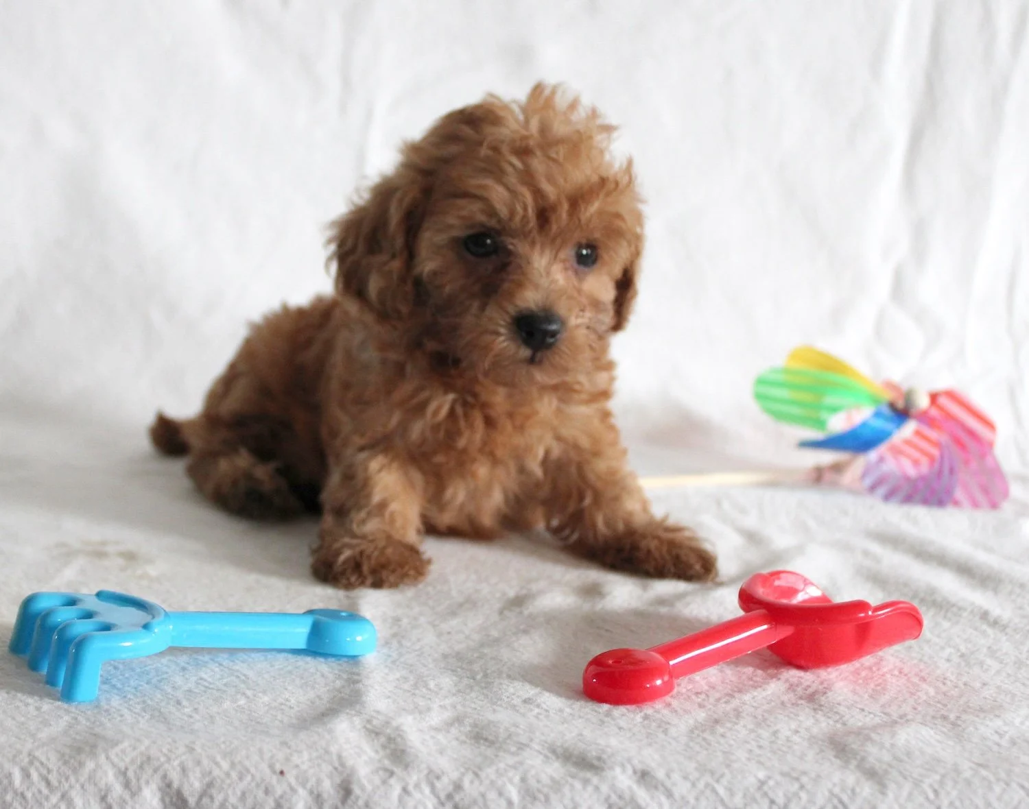 A small reddish-brown puppy sitting on a white surface with colorful toys around it, including a blue bone-shaped toy, a red bone-shaped toy, and a pink and green pinwheel.