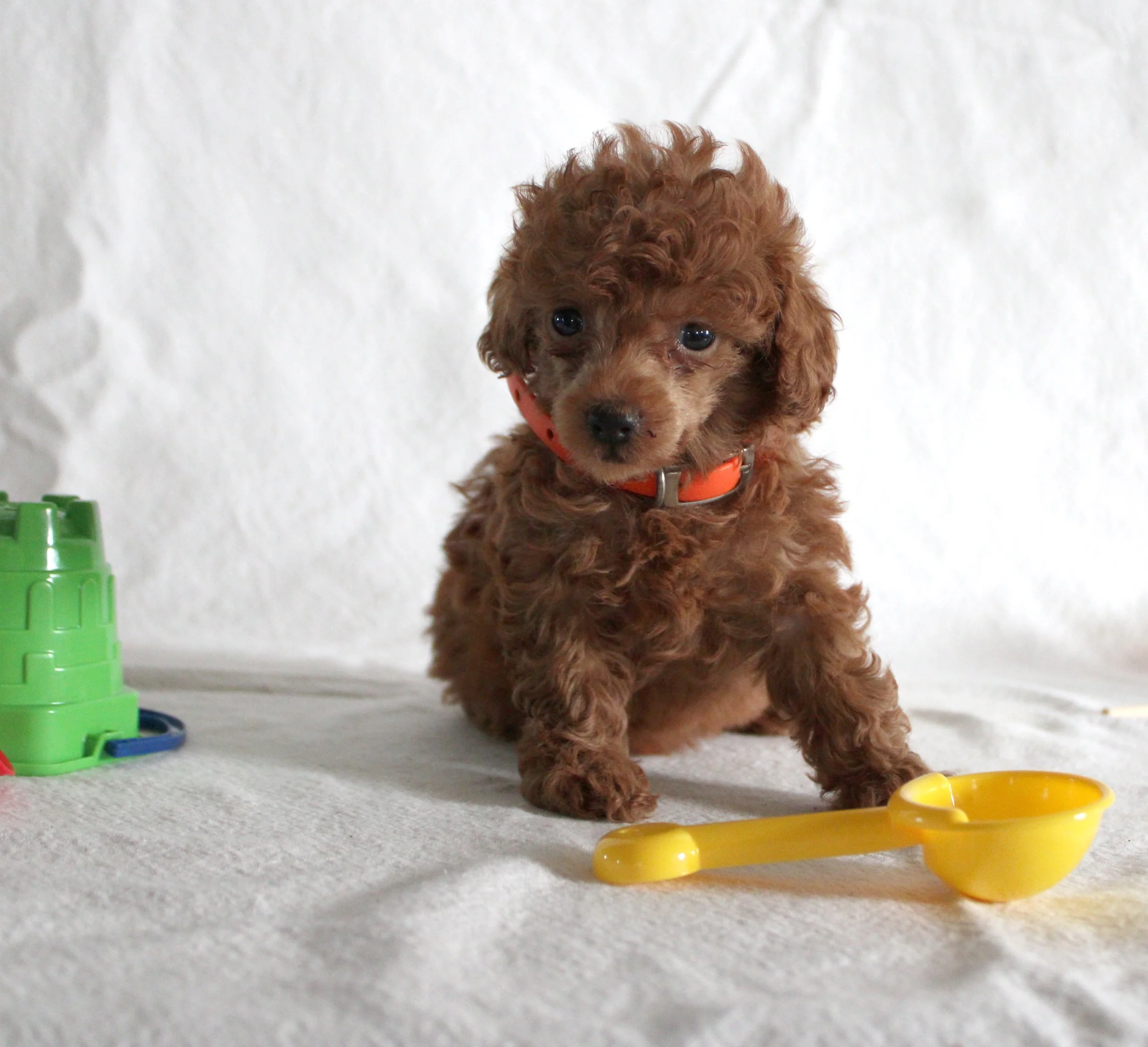 A small brown curly-haired puppy sitting on a light-colored carpet next to a yellow plastic ring toy, with a white background and a green toy partially visible on the left.