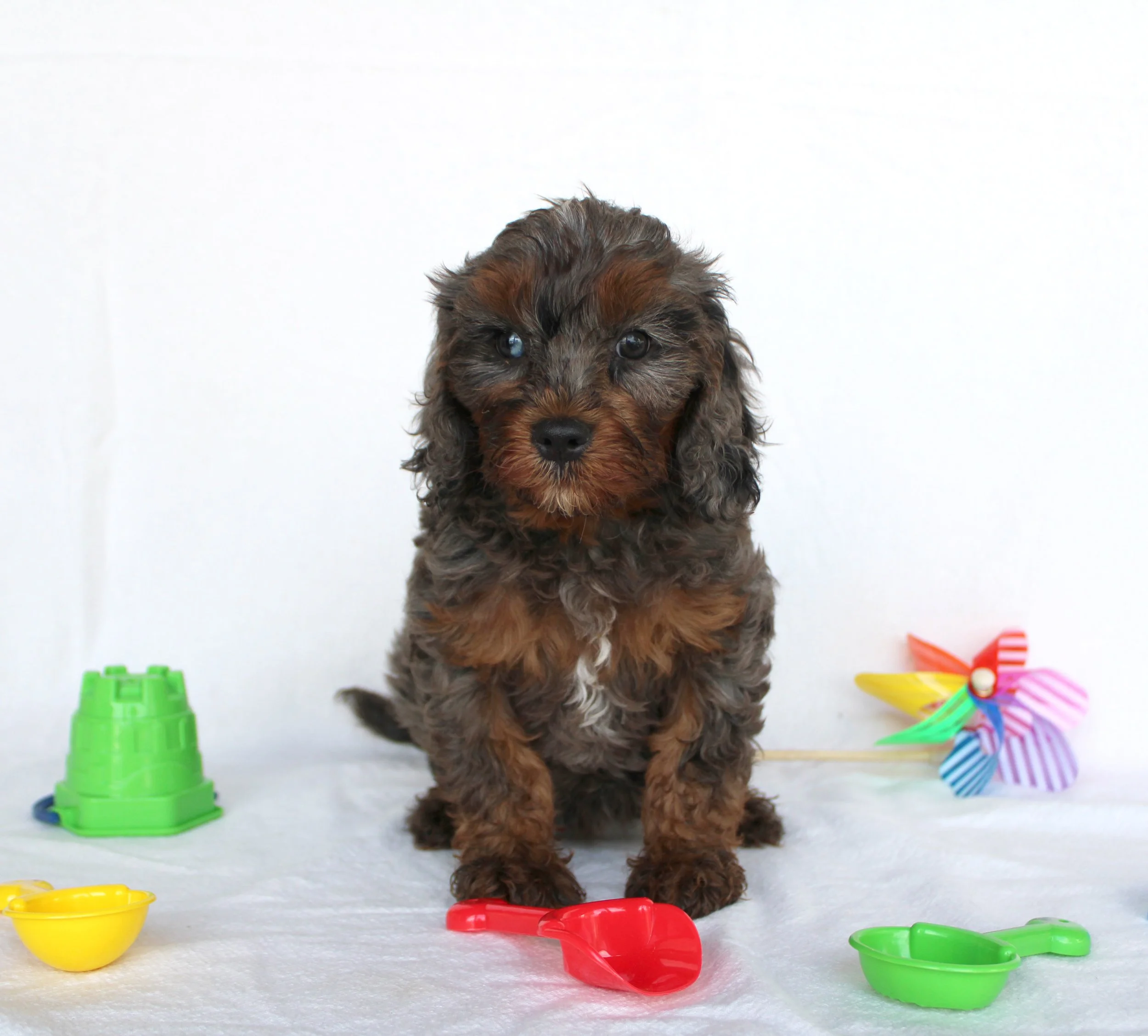 Cute brown puppy with black eyes sitting on a white background surrounded by colorful plastic toys such as bowls, a scoop, and building blocks.