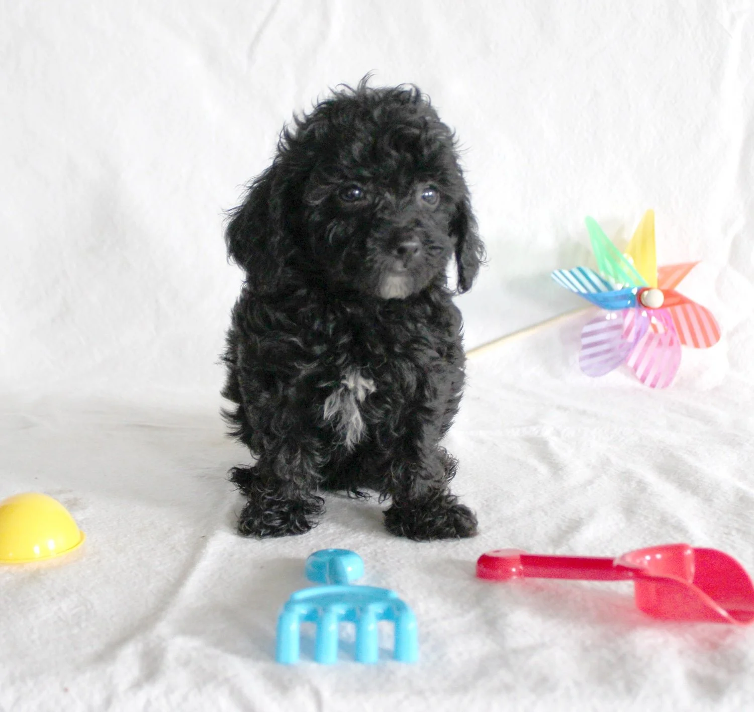 A black puppy sitting on a white surface, surrounded by colorful toys and a pinwheel.
