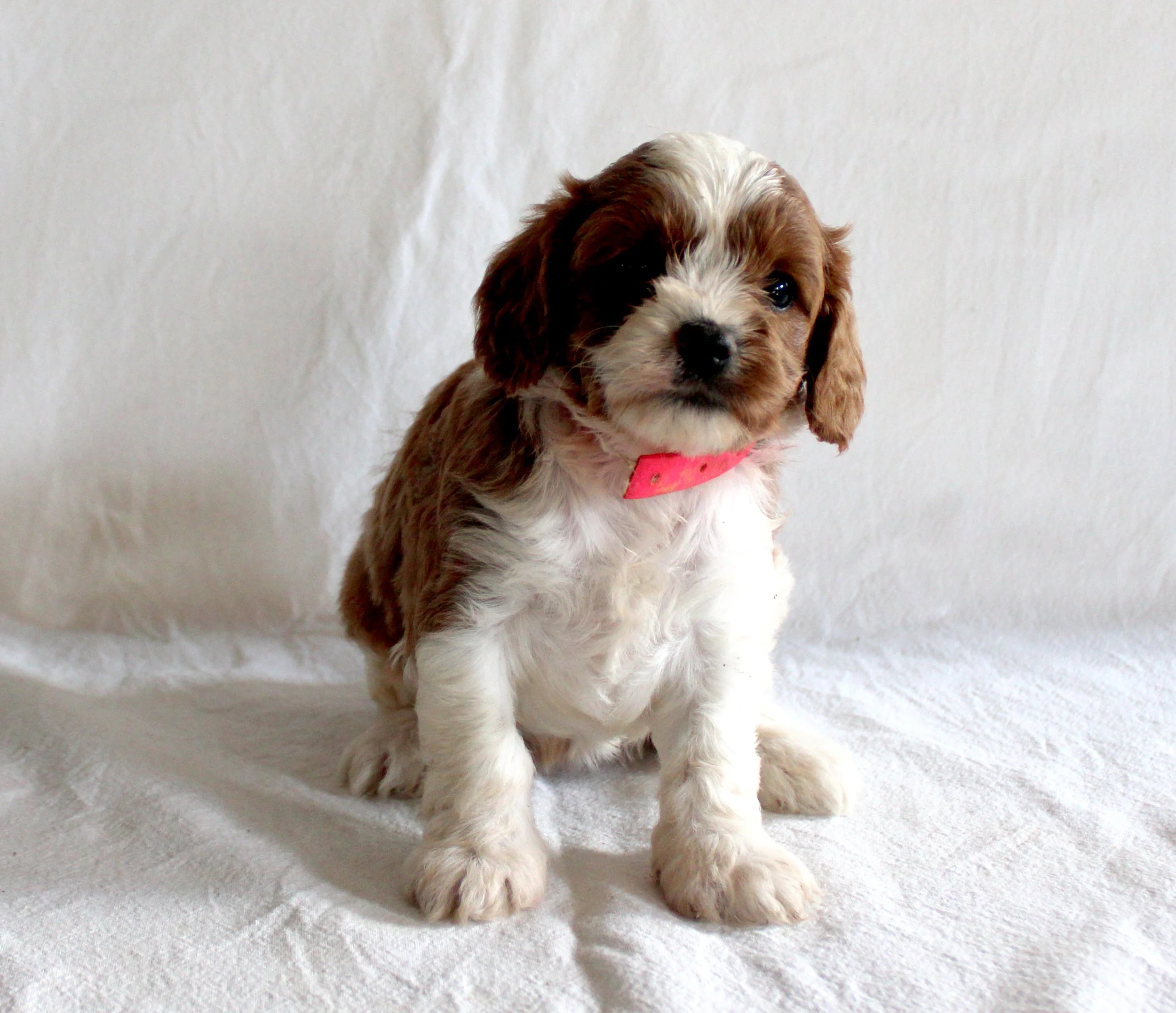A cute tan and white puppy with floppy ears sitting on a white background, wearing a pink collar.