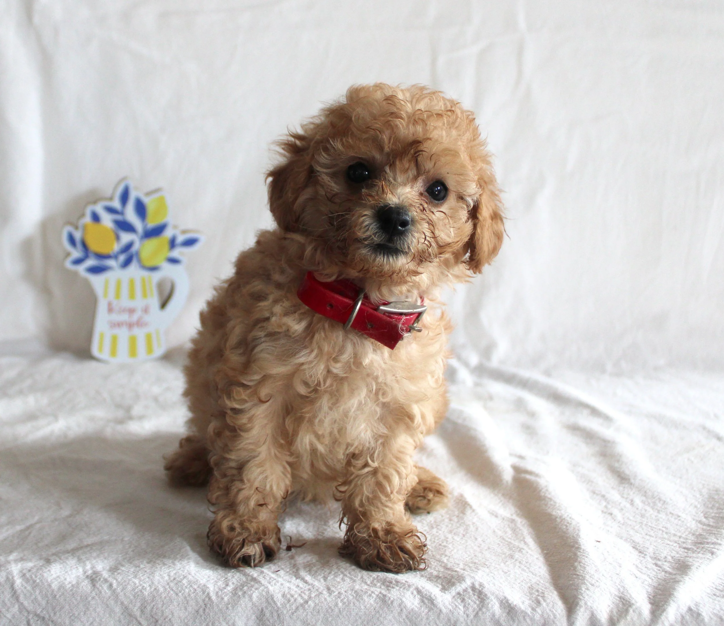 Abe, a small apricot F1b Cavapoo puppy from Avery and Nicki’s litter