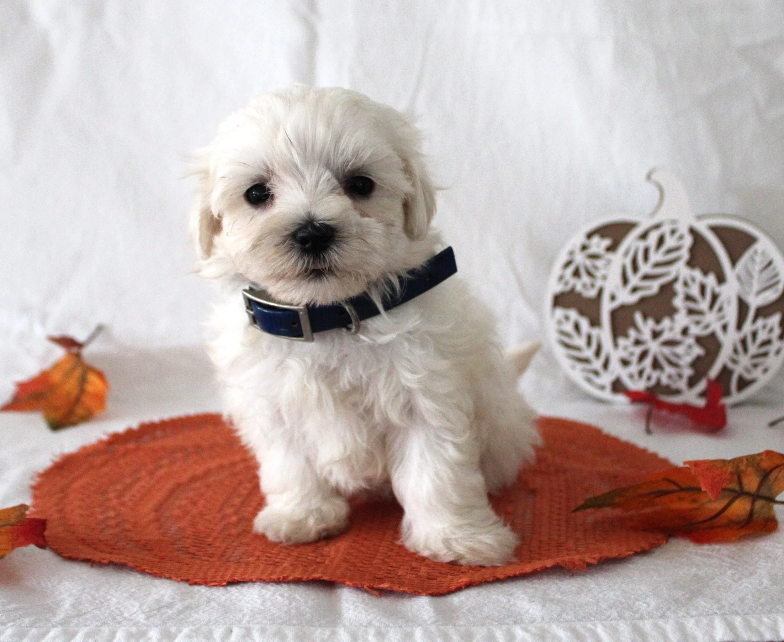 White Maltese puppy wearing a blue collar and sitting with fall decorations