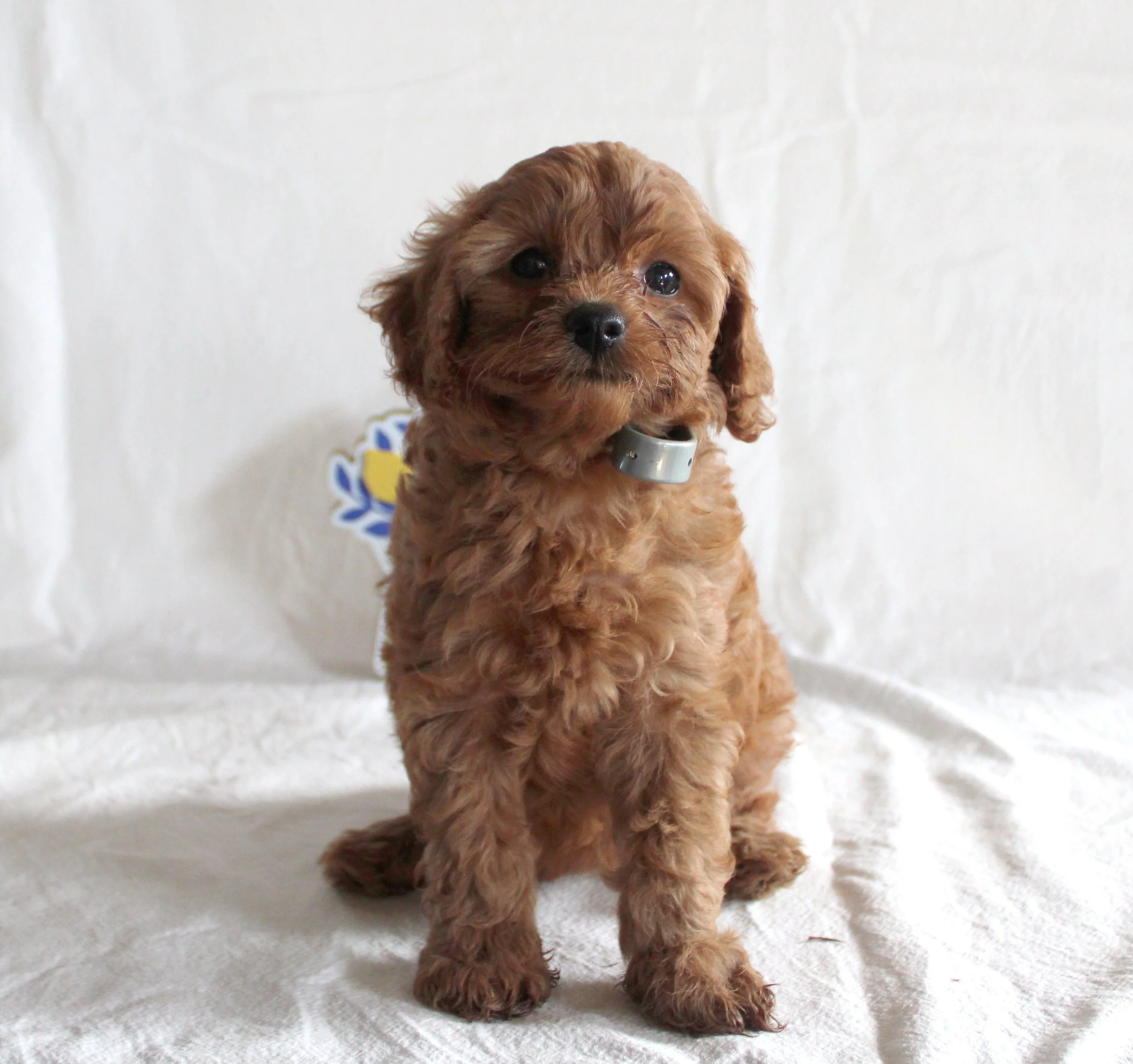 Angel, an apricot F1b Cavapoo puppy with a soft curly coat