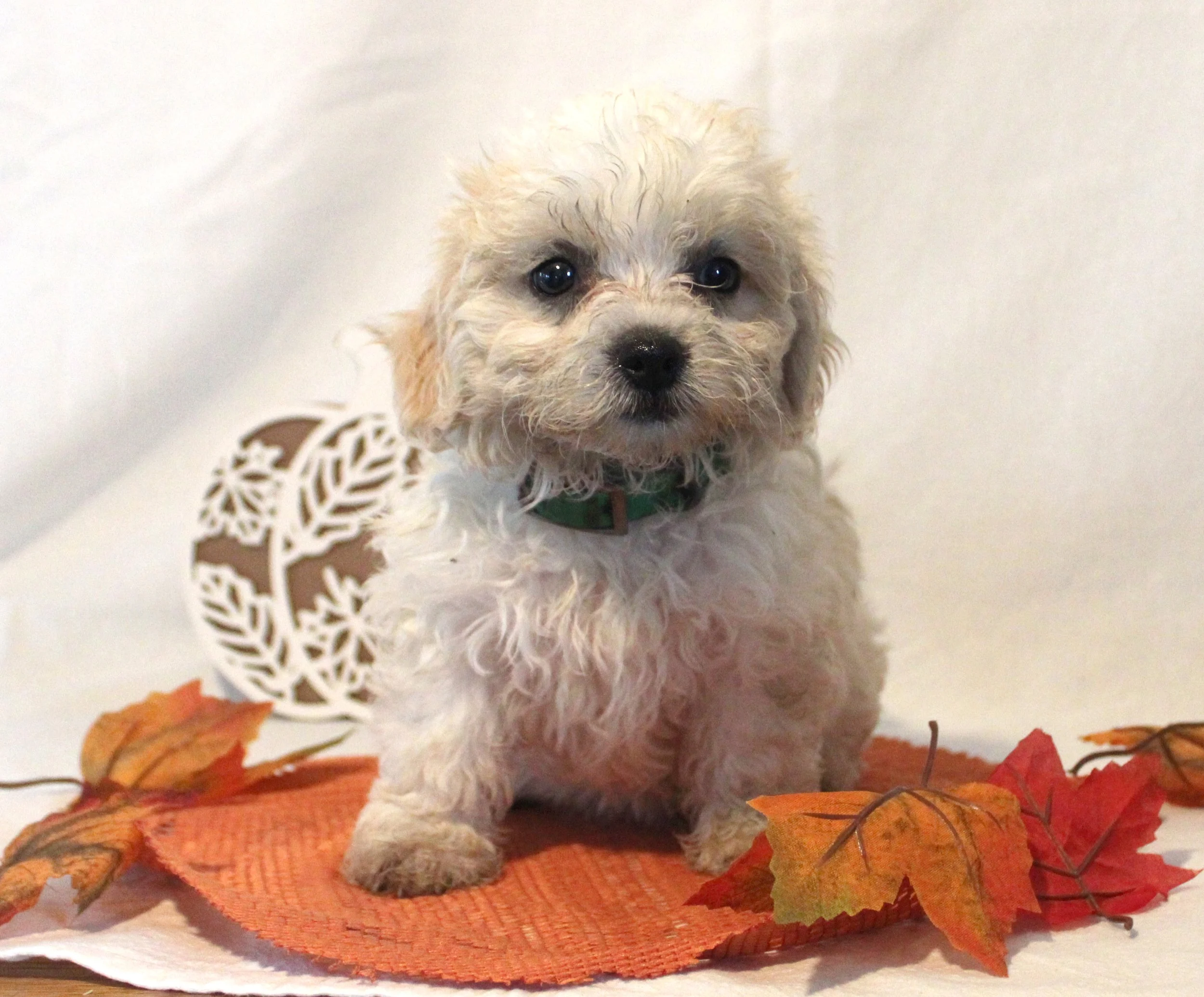 A small curly-haired puppy with brown and white fur, sitting on an orange mat surrounded by fall leaves. The puppy is looking directly at the camera with large dark eyes.