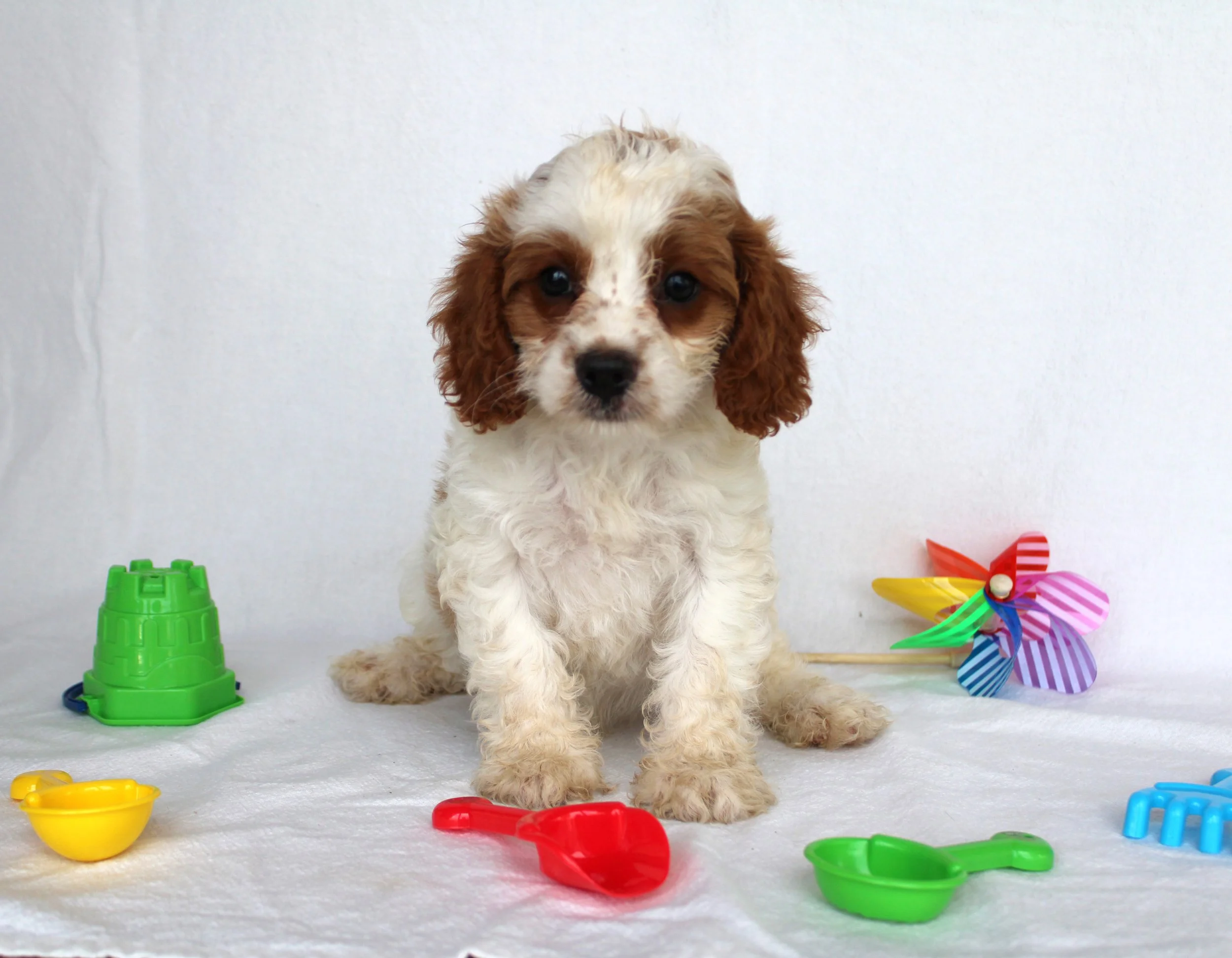 Cocker spaniel puppy sitting on white surface surrounded by colorful toys, including a green stackable cup, a yellow bowl, a red scoop, and a multicolored pinwheel, with a plain white background.