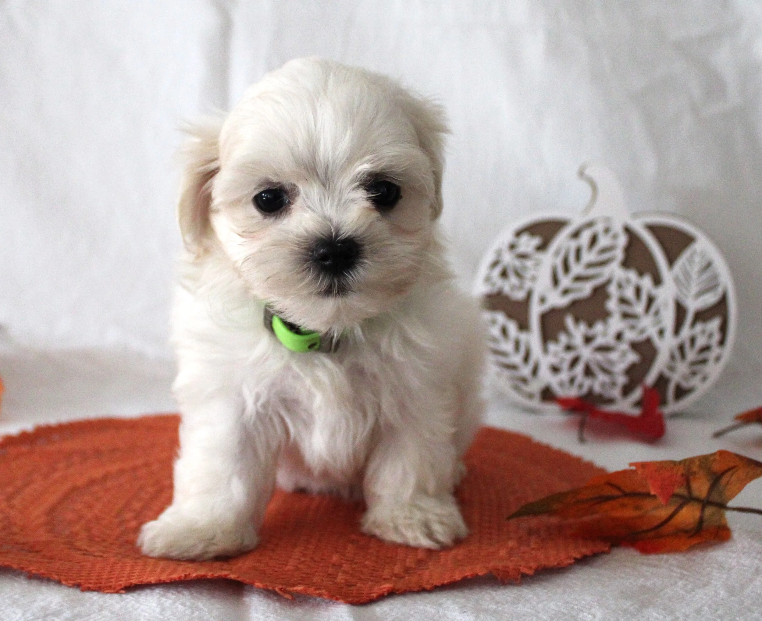 White Maltese puppy wearing a green collar with fall decorations