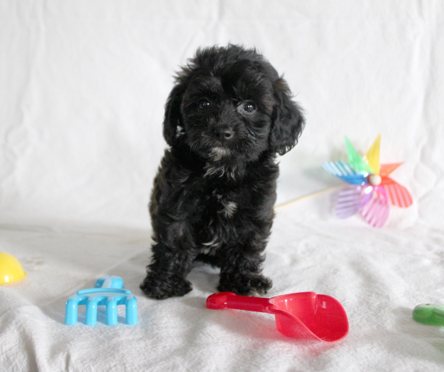 A small black puppy with curly fur sitting on a white surface, surrounded by colorful toys including a red spoon, blue comb, yellow toy, and a pinwheel, with a plain white background.