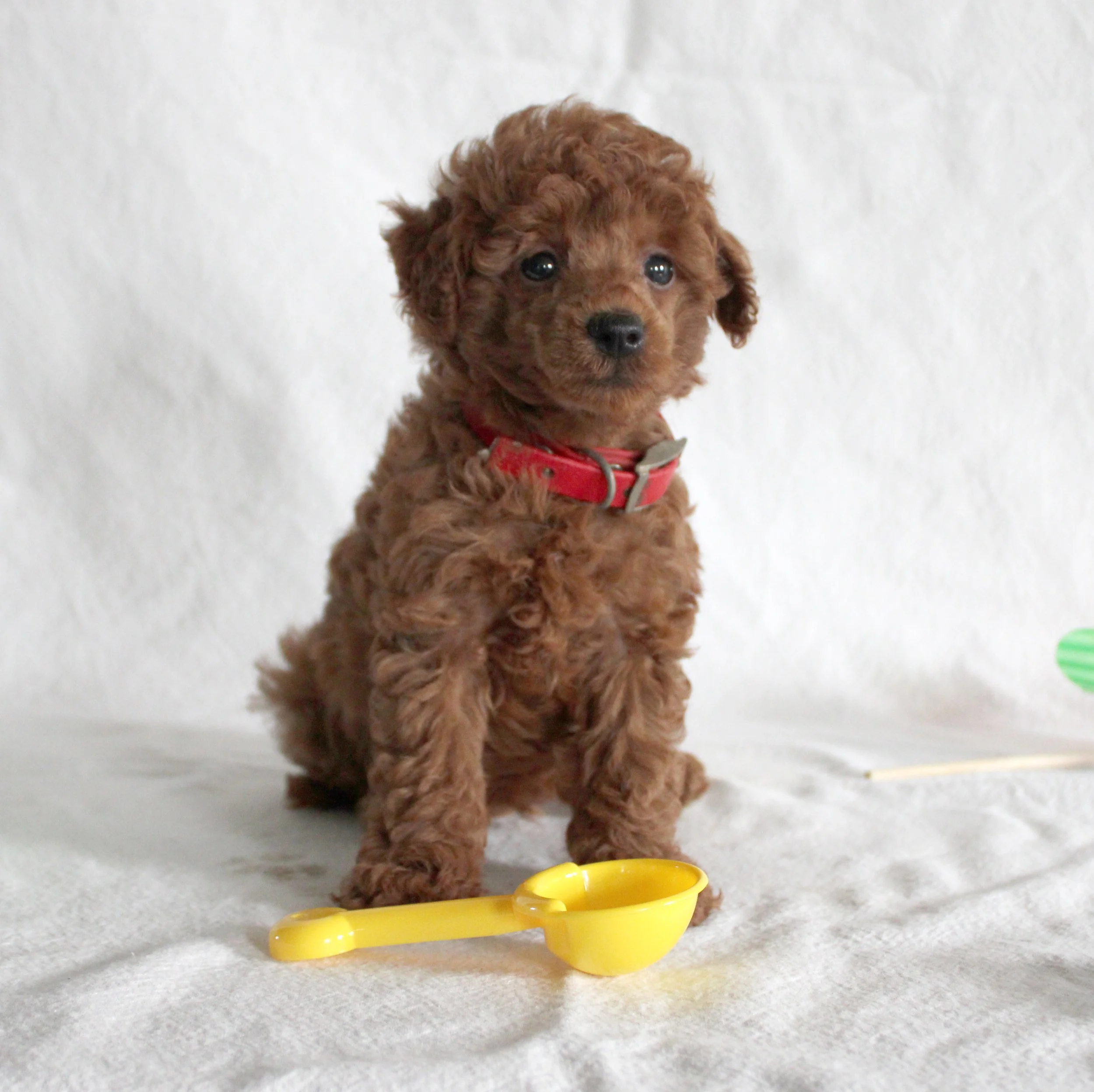 A brown curly-haired puppy sitting on a white surface in front of a plain white background, wearing a red collar, with yellow plastic halves in the foreground.