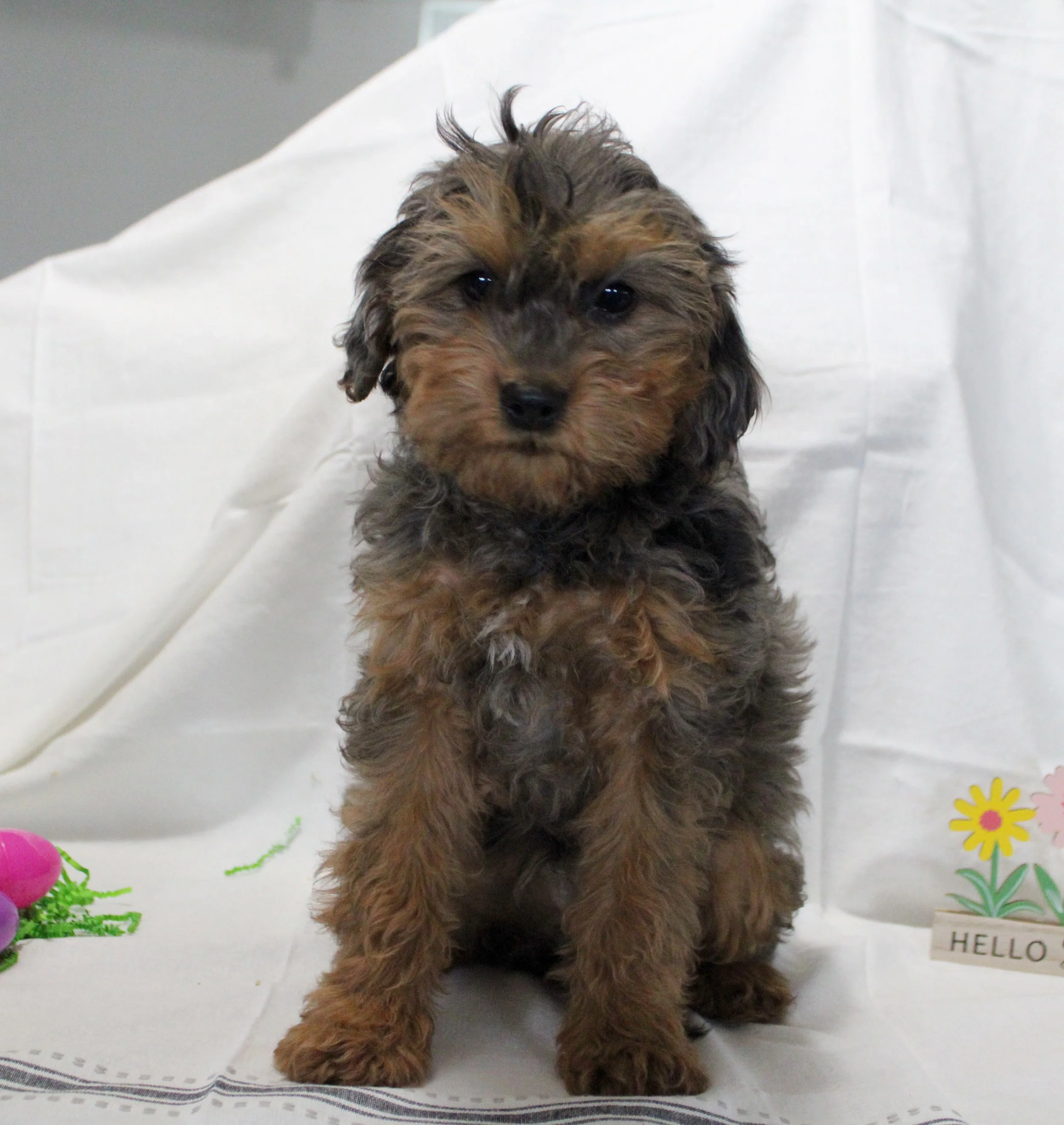 Black and tan Cavapoo puppy Logan with soft wavy coat”