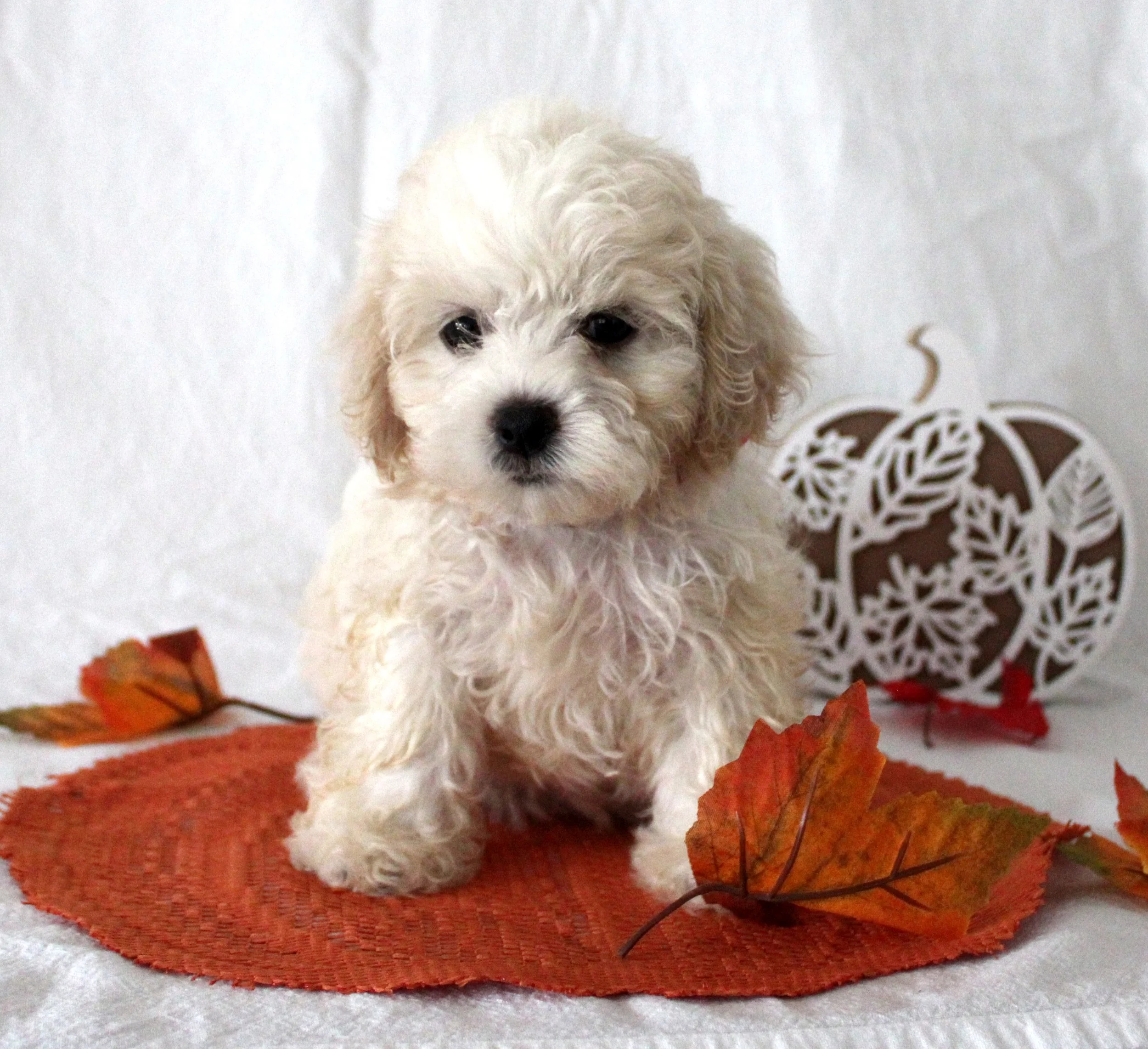 A fluffy white puppy with dark eyes and nose sitting on an orange placemat with autumn leaves around it.