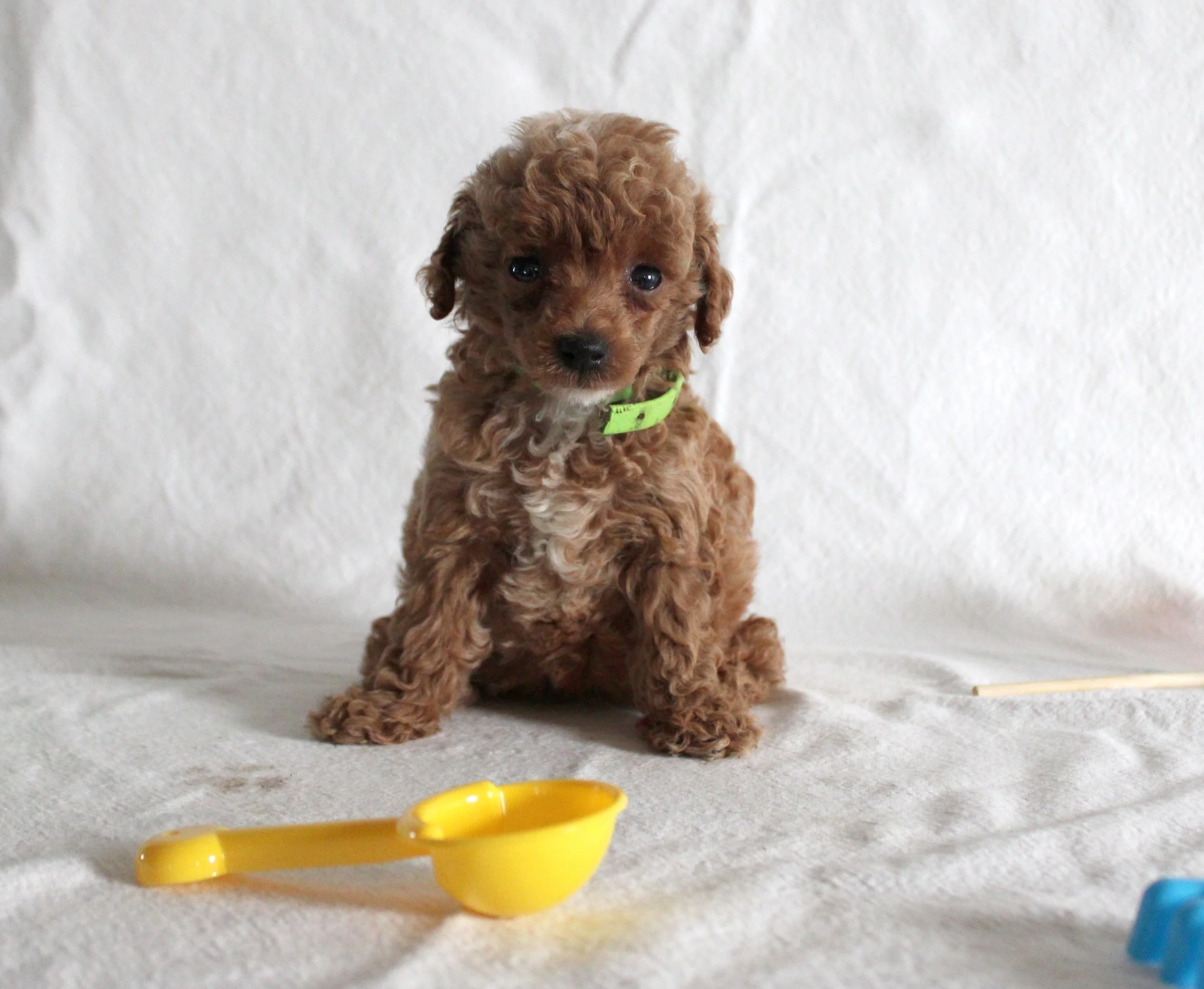 Cute brown curly-haired puppy sitting on a beige carpet with yellow bowls and toys nearby, against a plain white background.