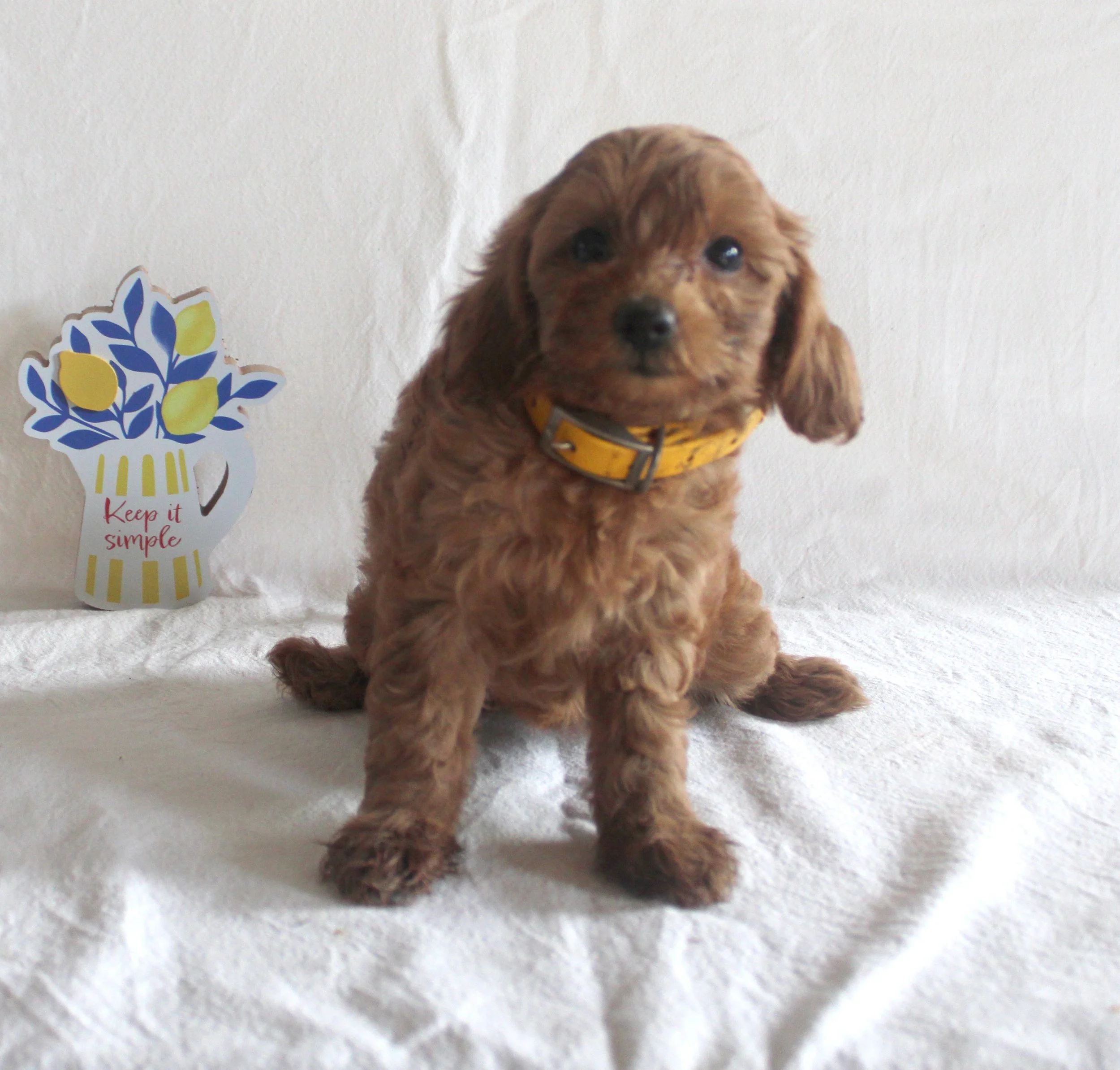 Alice, an apricot F1b Cavapoo puppy with a soft curly coat