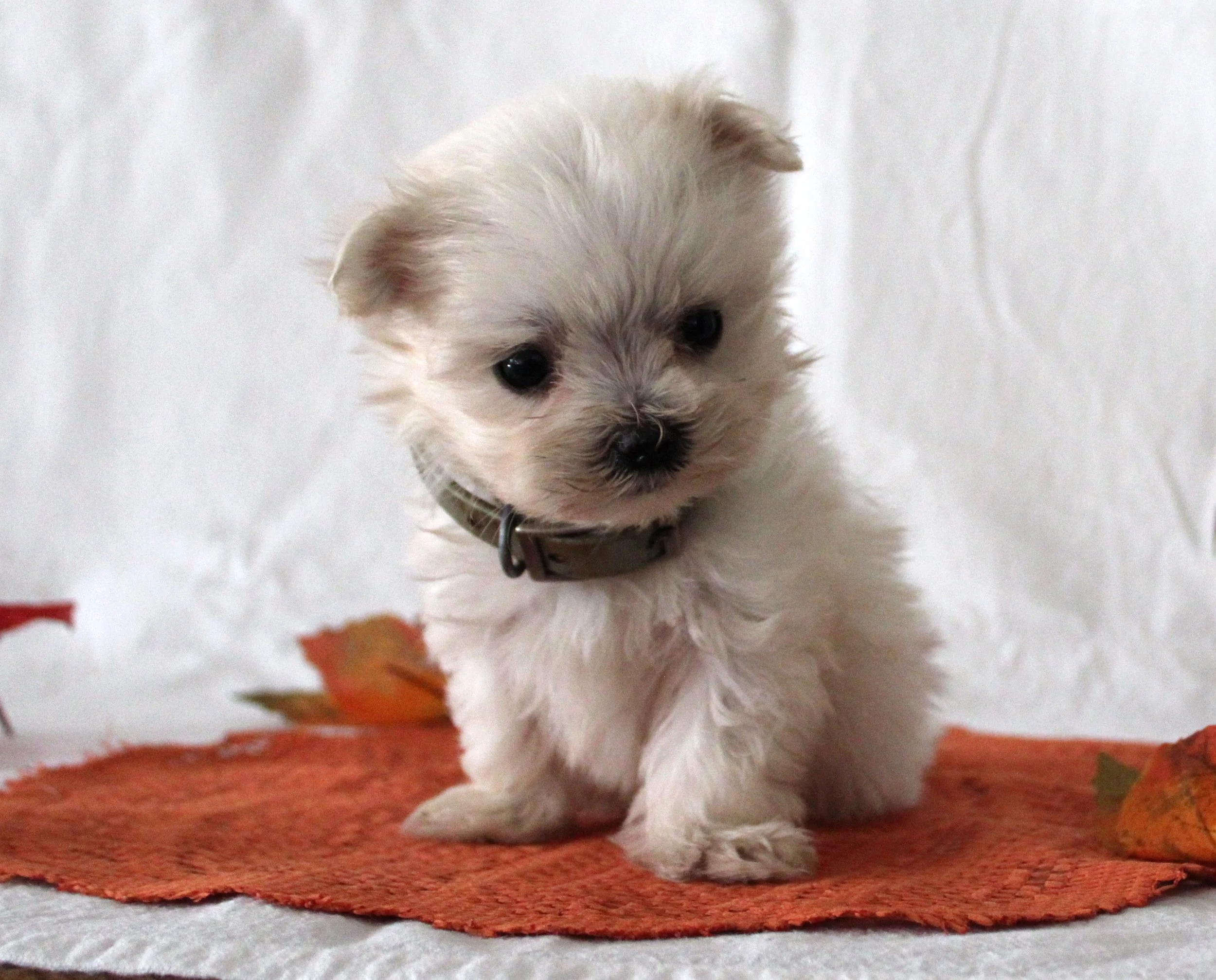 White Maltese puppy standing on a rust-colored rug