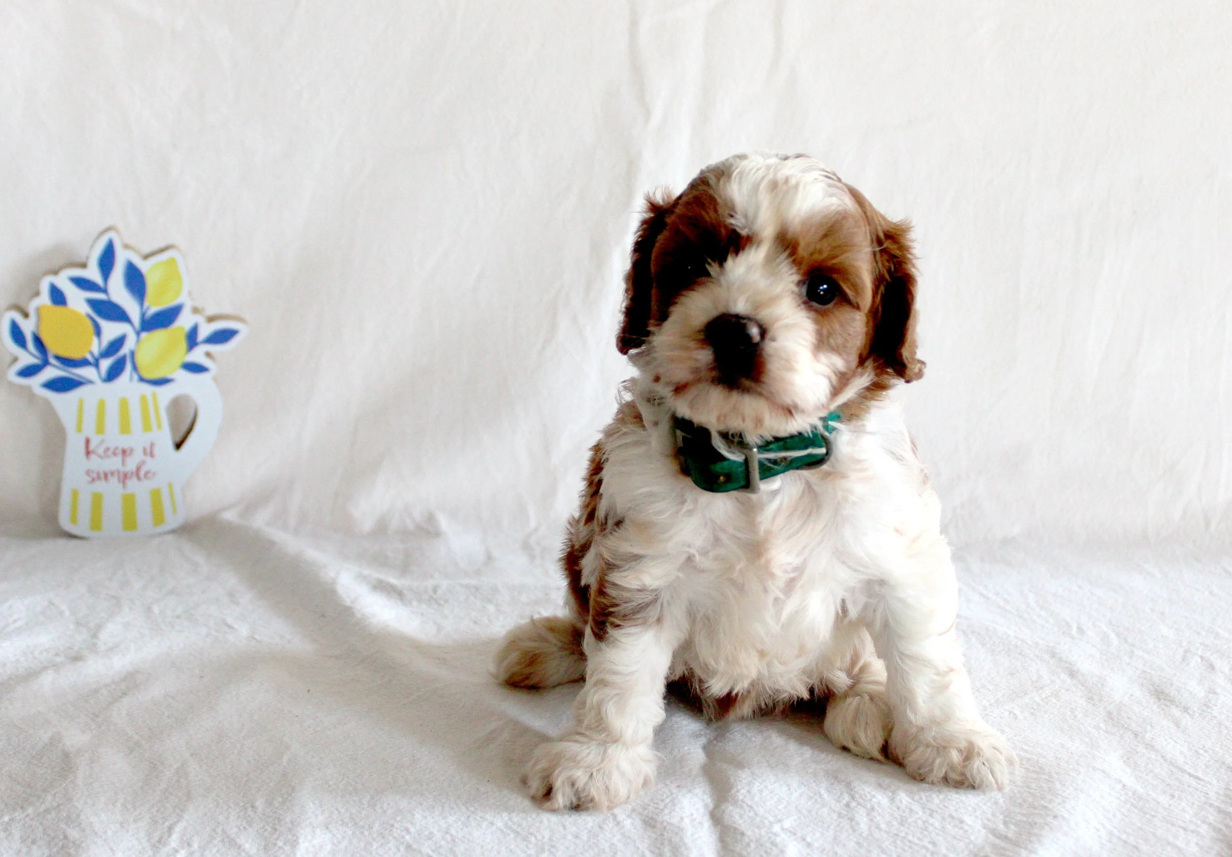 Adorable brown and white puppy with floppy ears sitting on a white background, wearing a striped collar, with a colorful flower-shaped decoration nearby that reads 'Keep it Simple'.