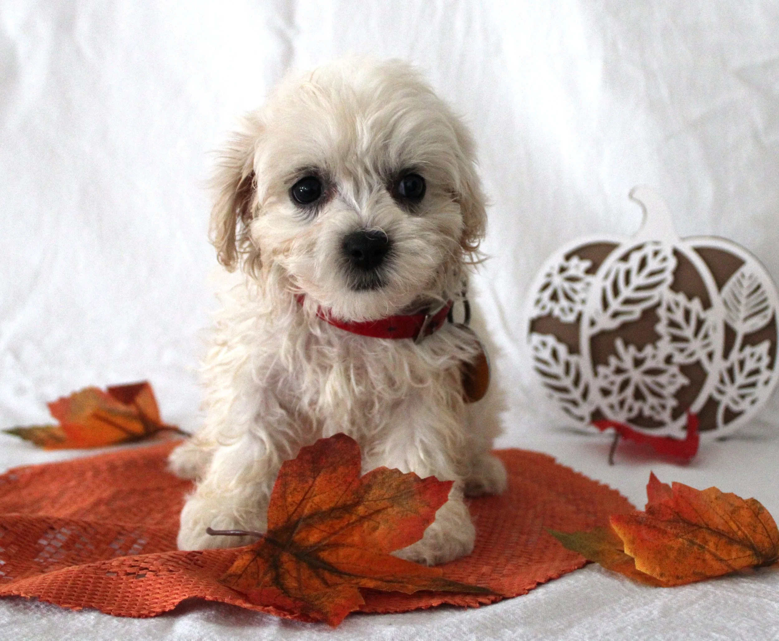 A small, fluffy, white puppy with dark eyes and a black nose sitting on an orange autumn leaf-patterned mat with other fall leaves around.