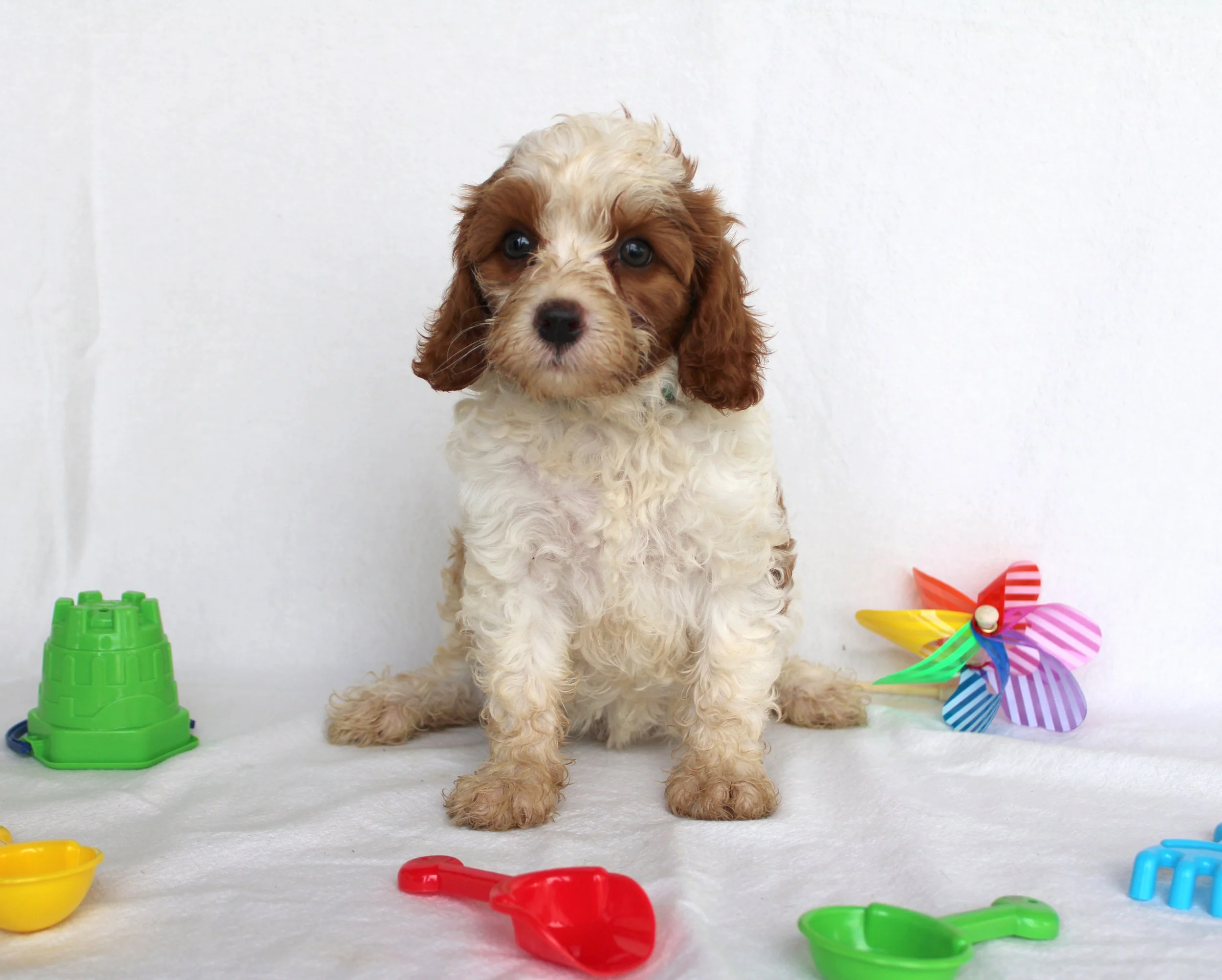 Sally - Cavapoo
