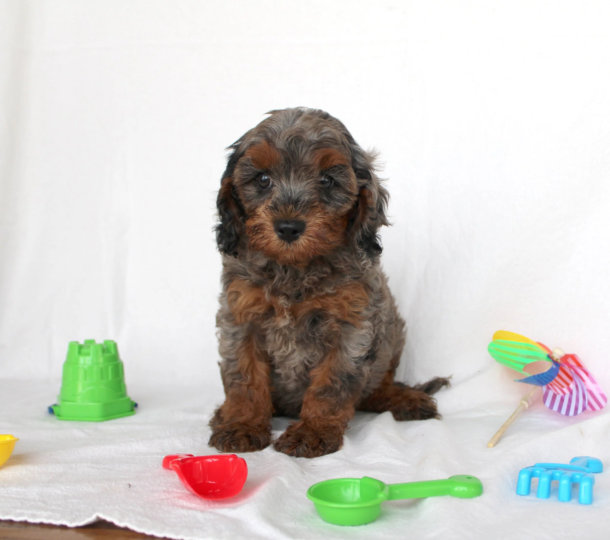 A cute puppy with curly brown and black fur sitting on a white surface surrounded by colorful plastic toys and party decorations.