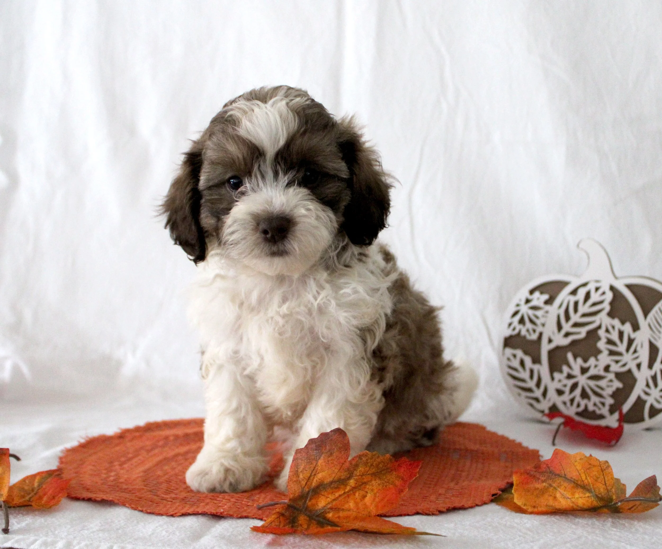 A fluffy puppy with brown, white, and black fur sitting on a reddish-brown circular mat decorated with autumn leaves. The background is a white fabric backdrop with a decorative black and white pattern to the right.