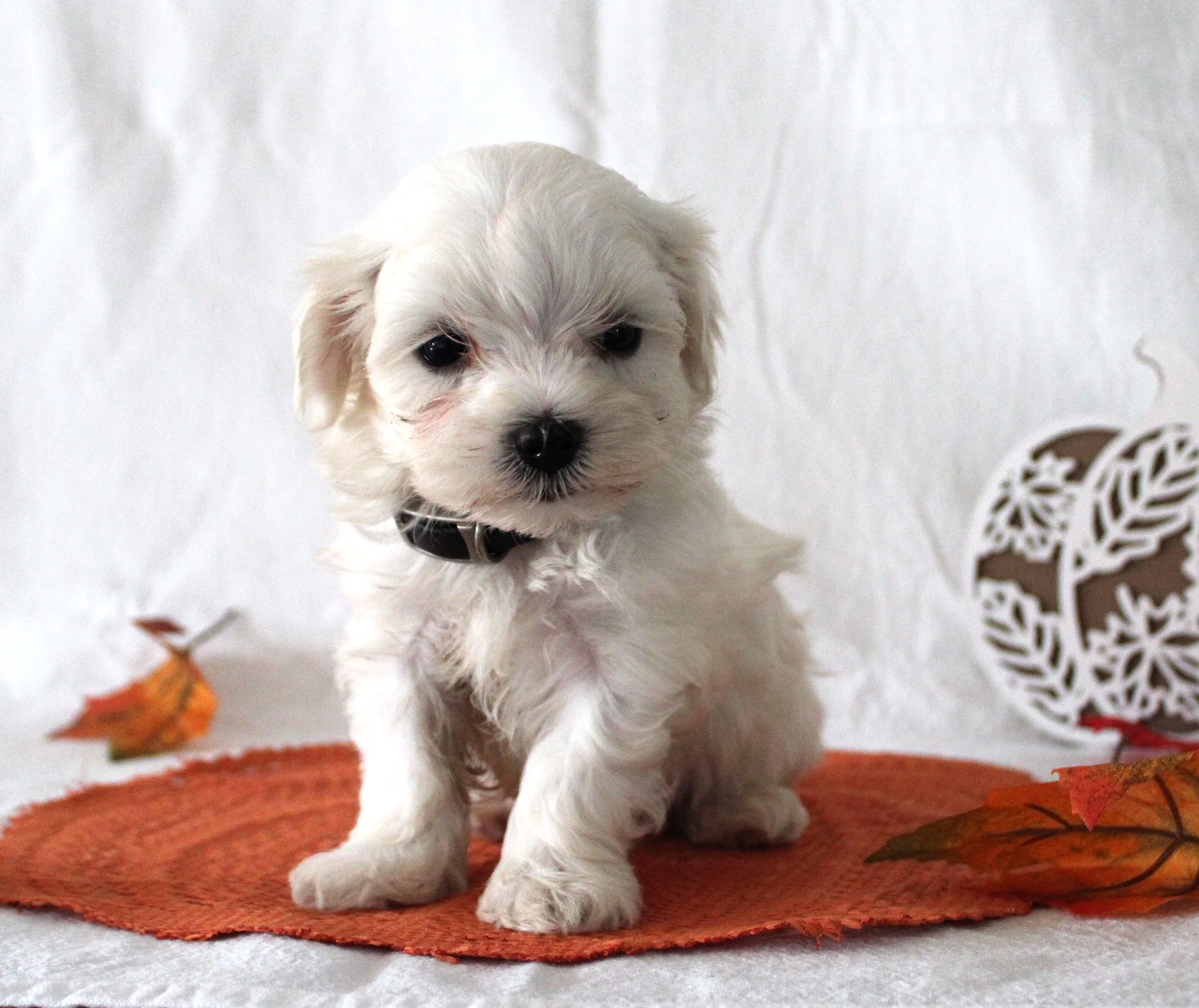 Maltese