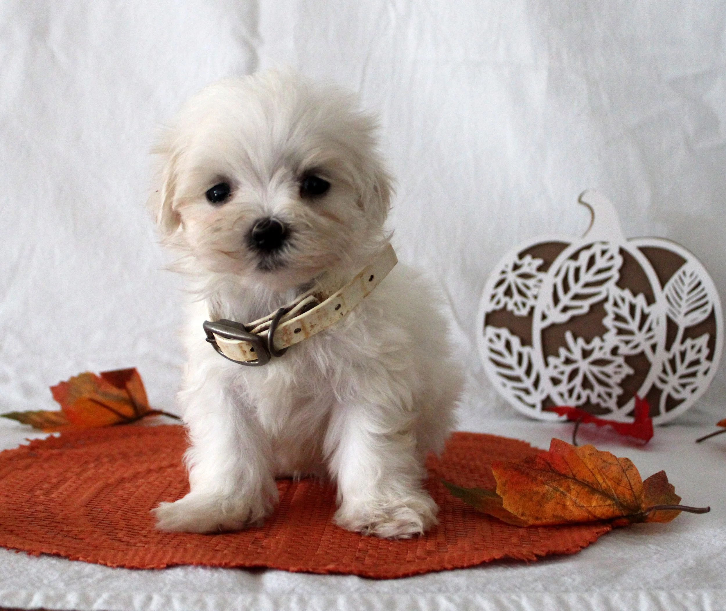 White Maltese puppy sitting on a rust-colored rug with autumn leaves and a decorative pumpkin