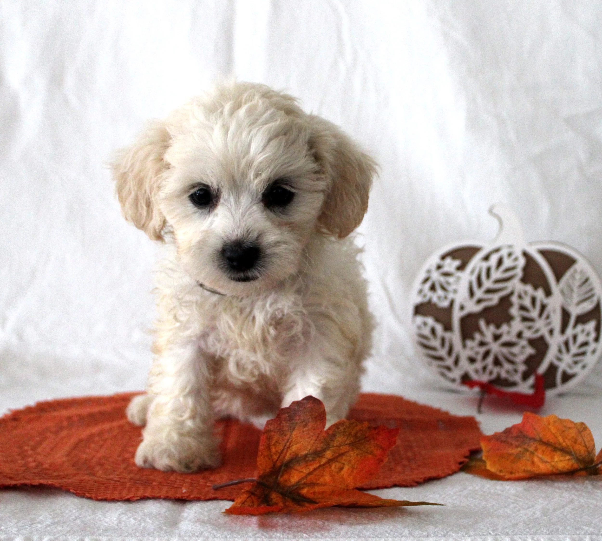 A cute puppy with curly white fur standing on a red surface, with a white textured background and a decorative white fan with red accents to the right.