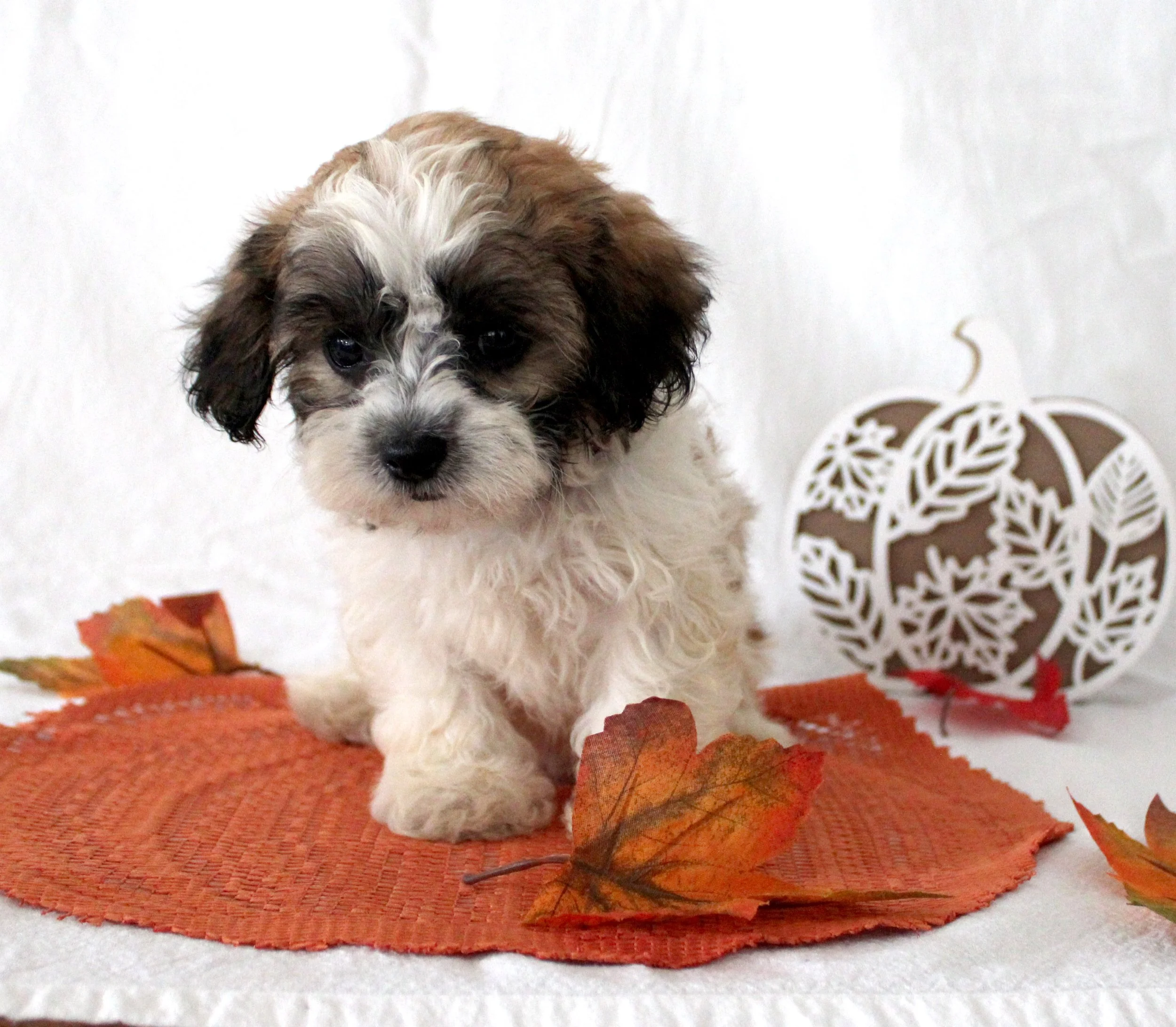 A cute puppy with curly fur on a fall-themed decorative background, a white background and orange, red, and yellow leaves.