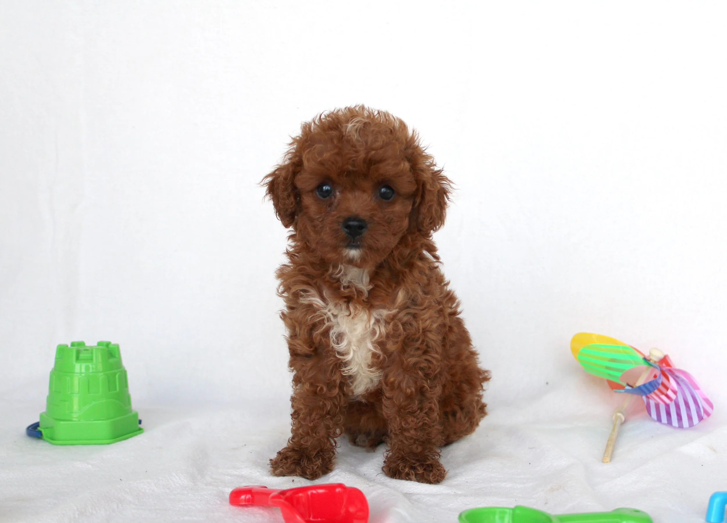A brown curly puppy with dark eyes and a white patch on its chest sitting on a white surface against a white background, surrounded by colorful plastic toys and props.