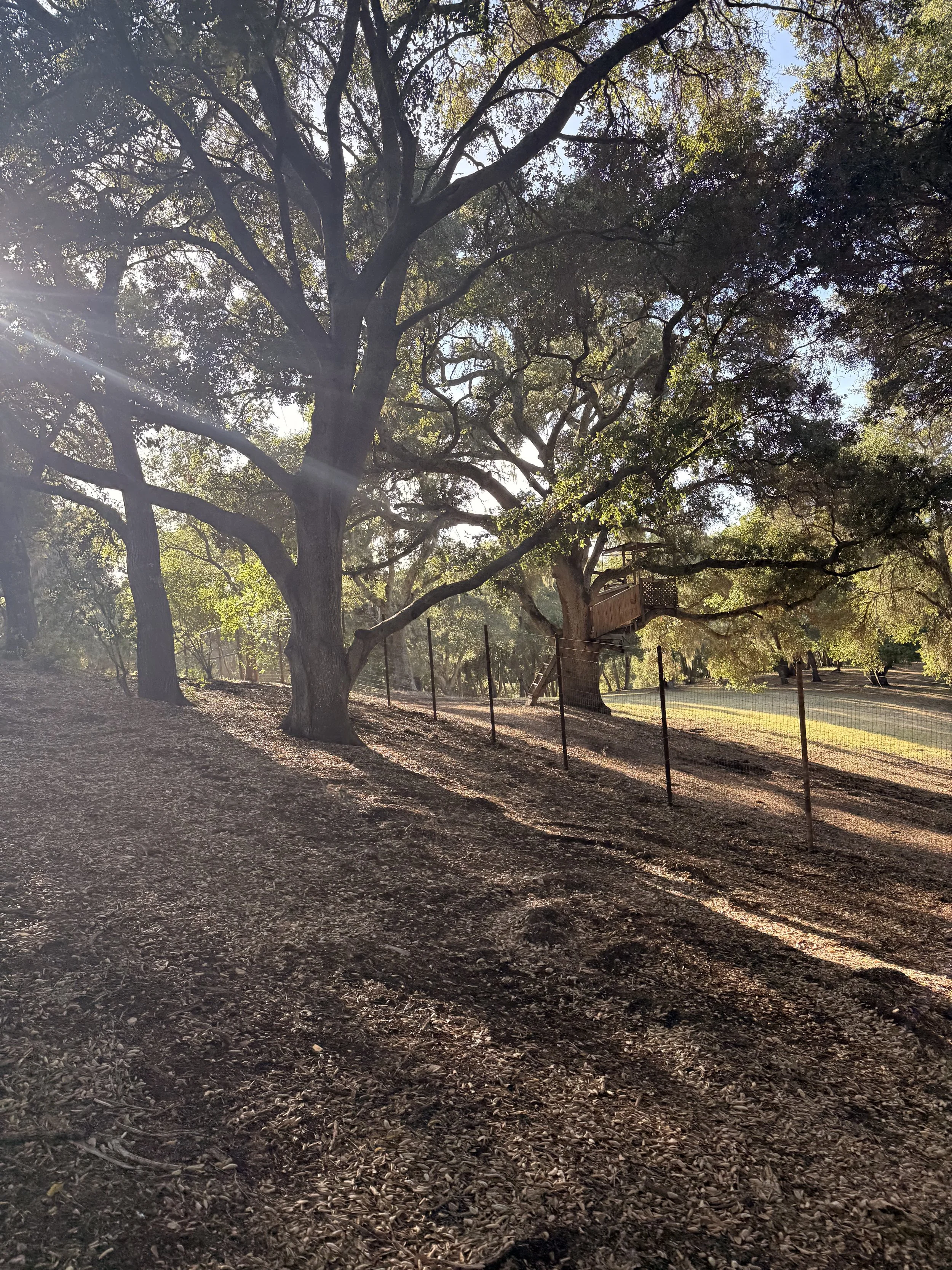 Deer fence templeton 