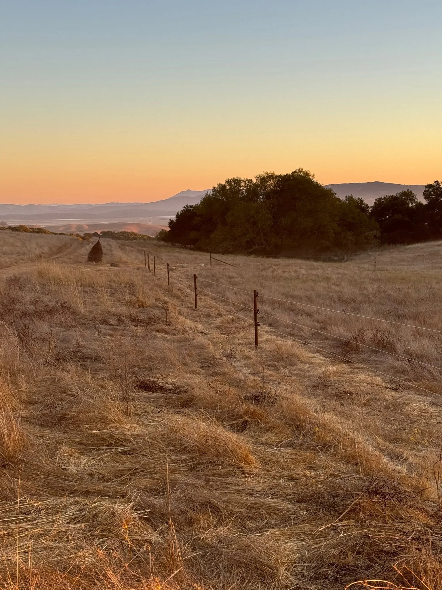 Barbed wire fence creston