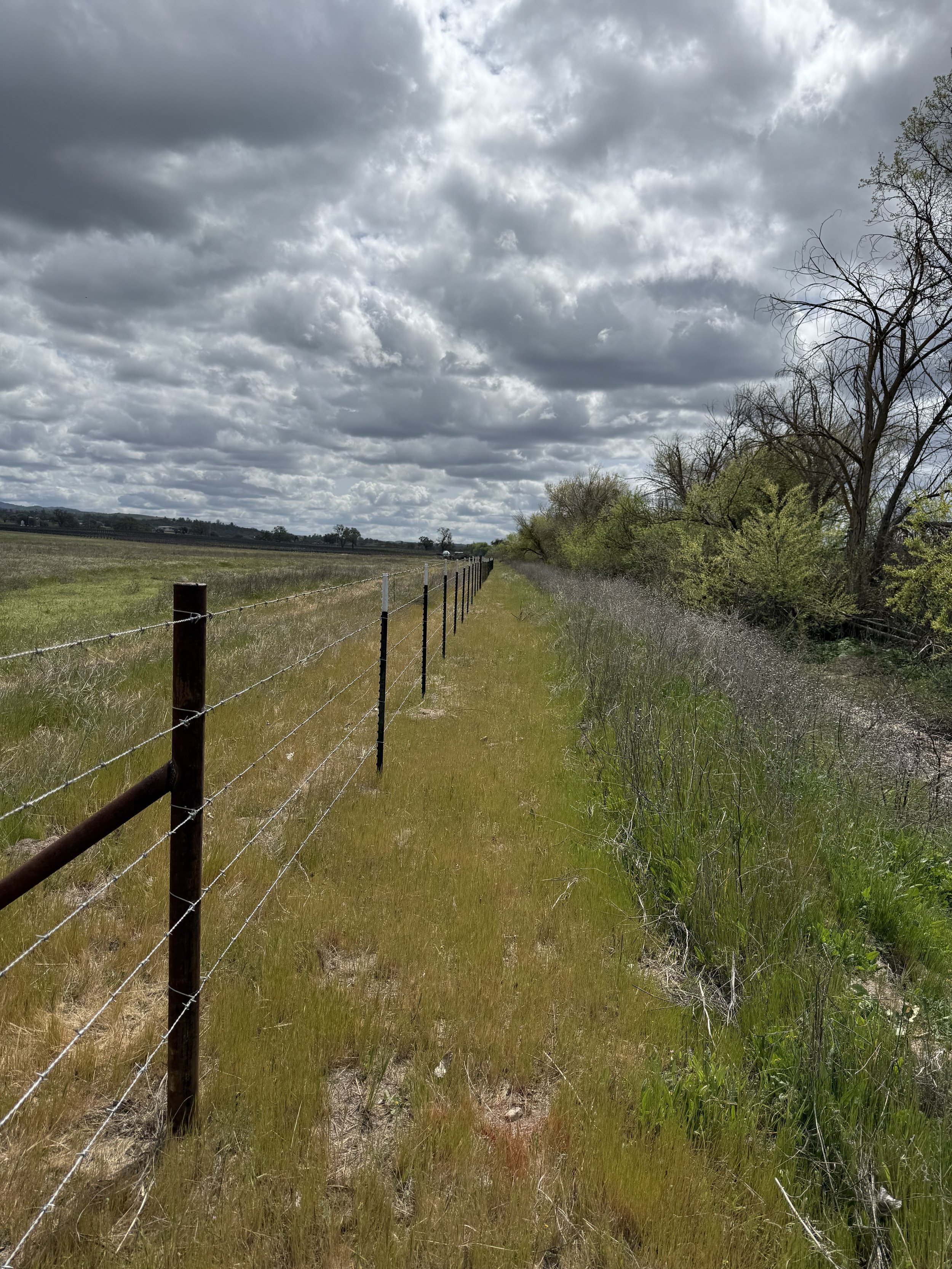 Barbed Wire/ Cattle Fencing
