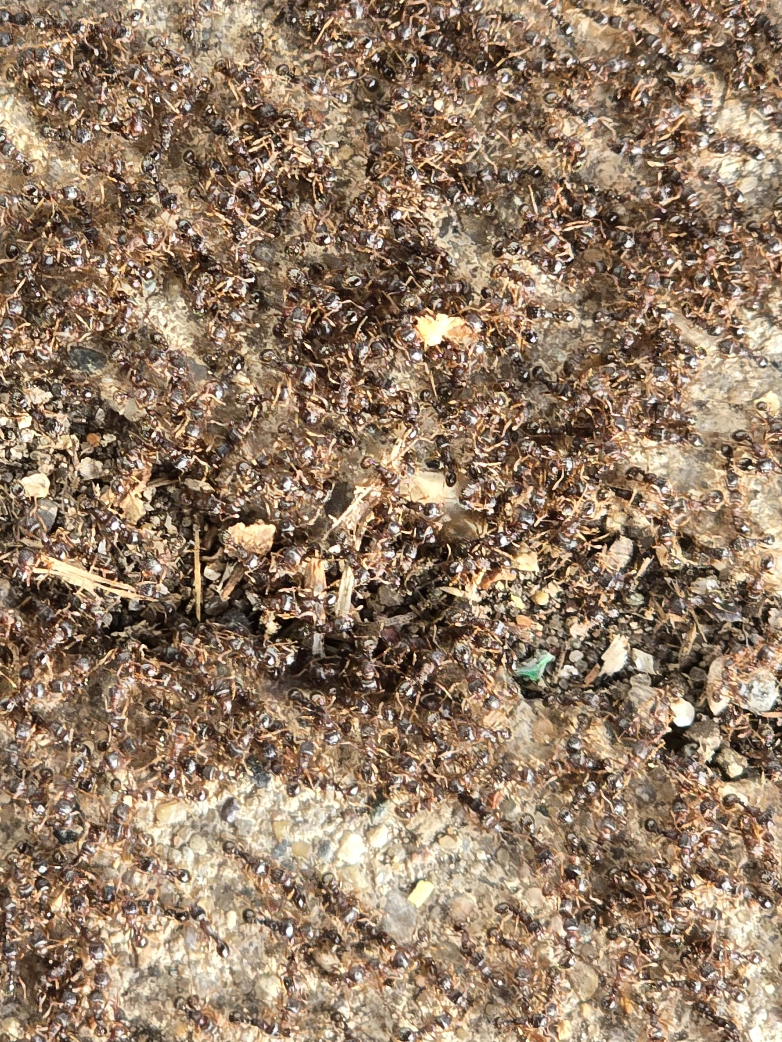 Close-up of a muddy surface covered with numerous small ants.