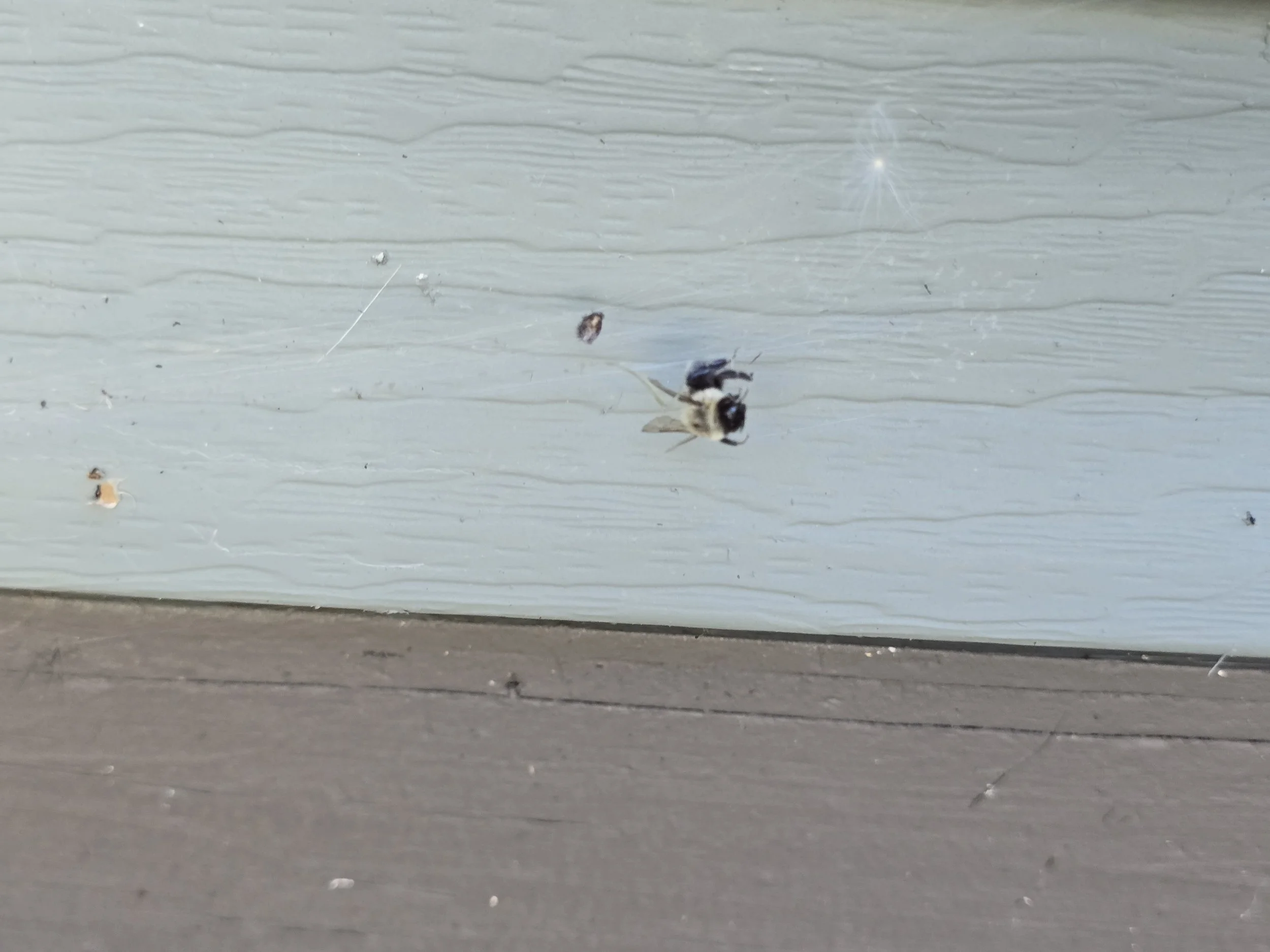 Close-up of a carpenter bee on a light blue painted wooden surface with a darker brown surface at the bottom.