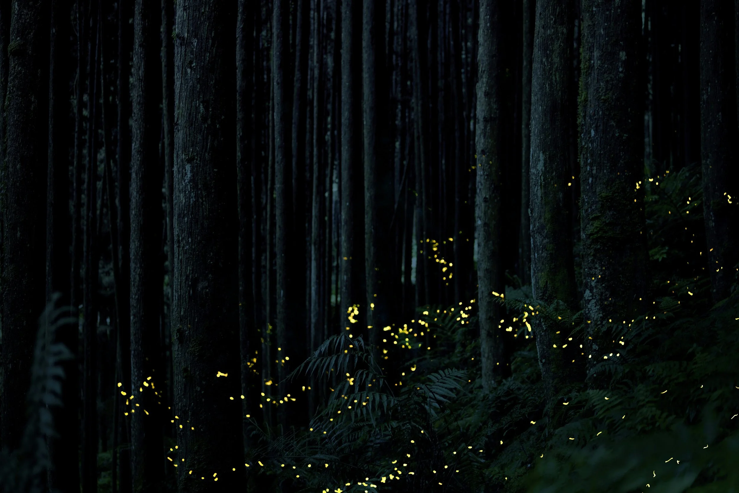 The Firefly Effect