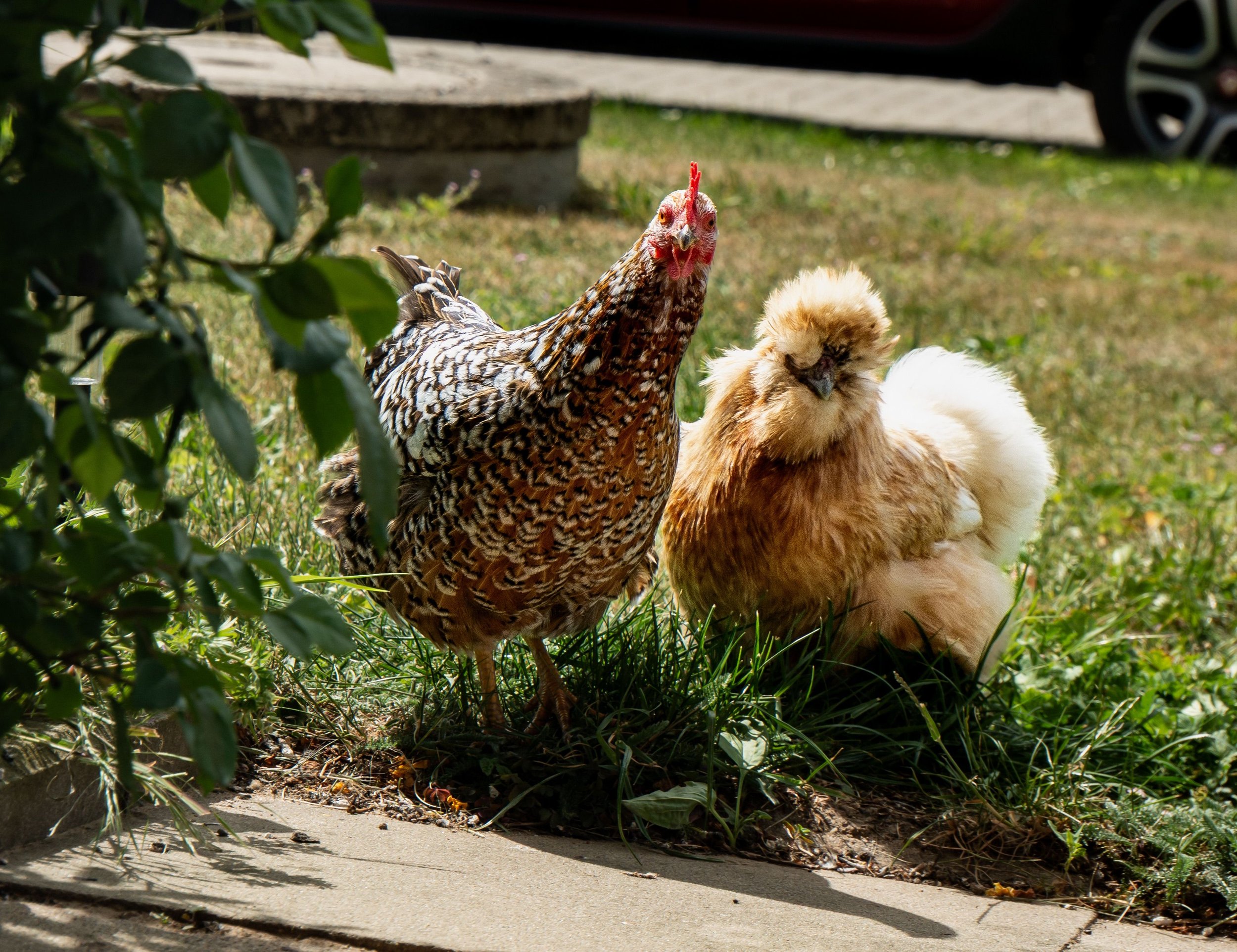 Mesmerizing a Chicken - Part 1