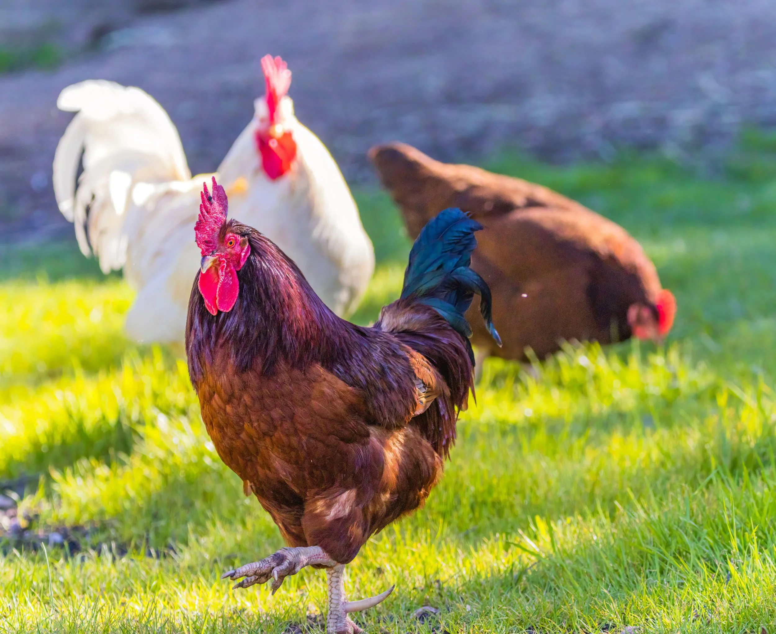 Mesmerizing a Chicken - Part 2