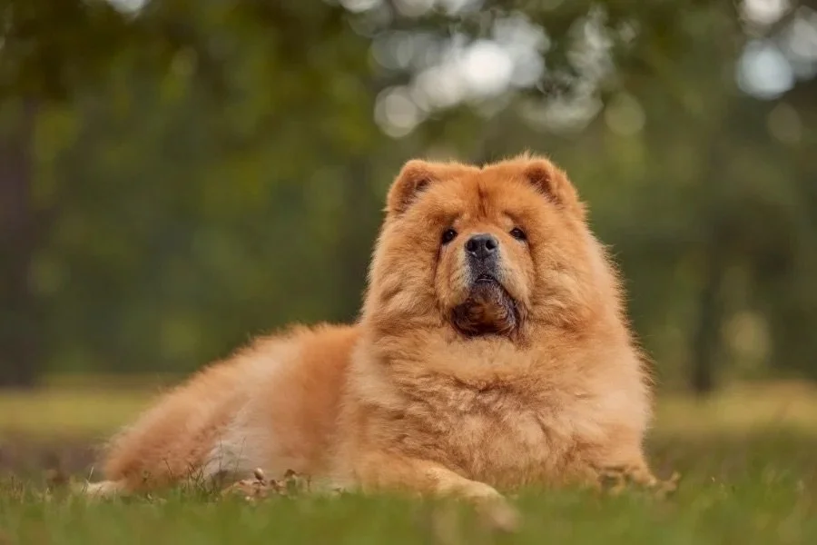What Military Families Should Know About Dog Breed Restrictions in Military Housing