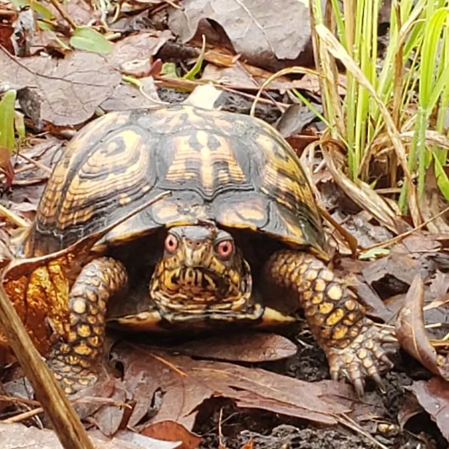 Virginia Box Turtle Shell Box Turtle Sanctuary of Central Virginia