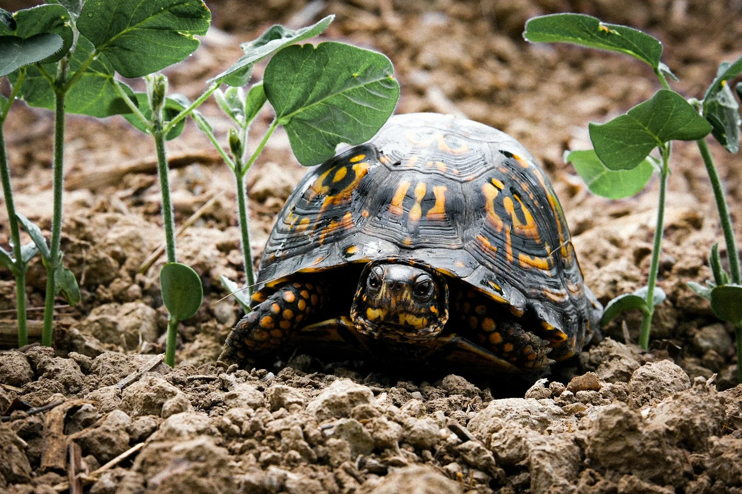 Virginia Box Turtle Shell Box Turtle Sanctuary of Central Virginia