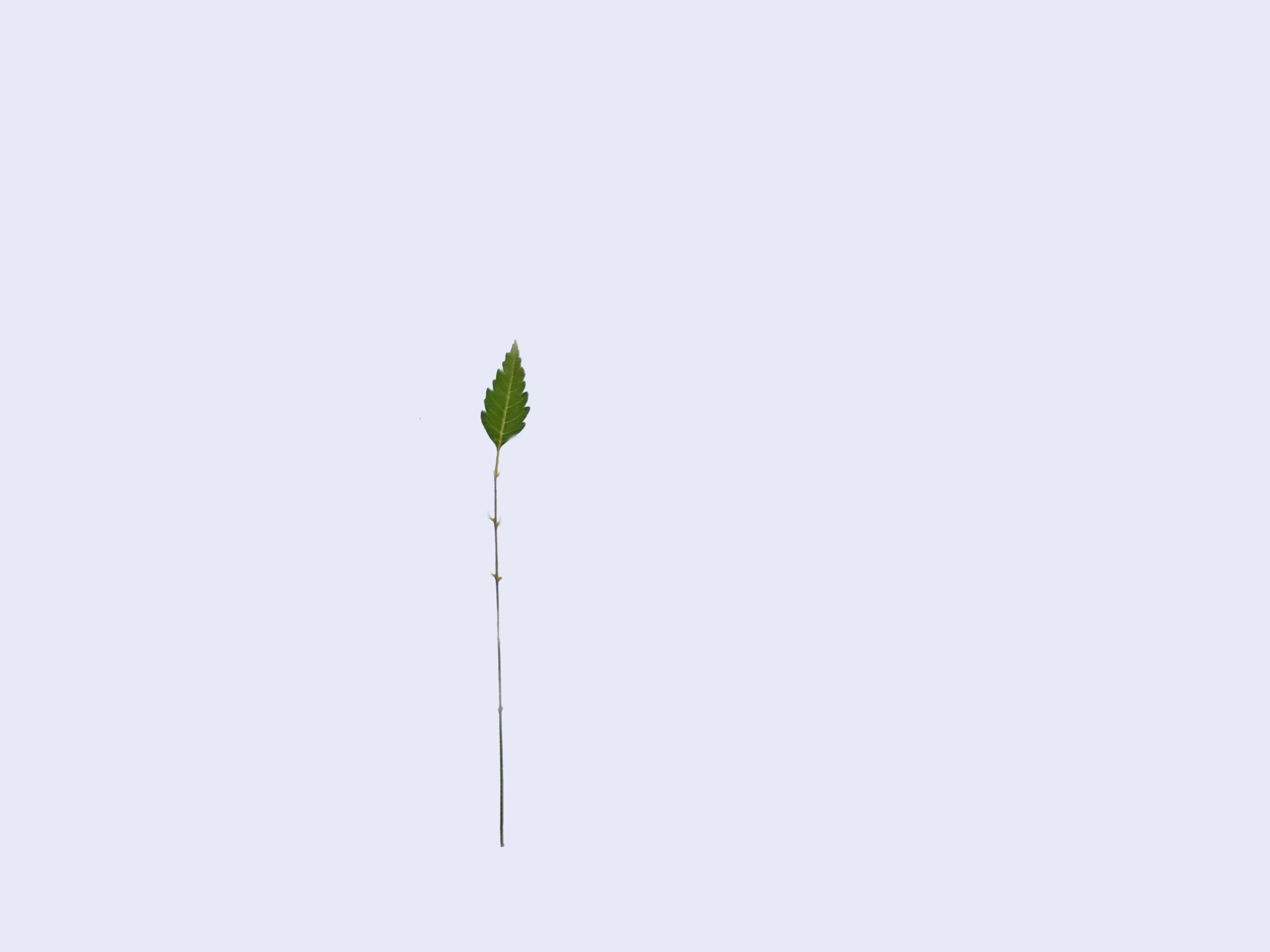 Level 1