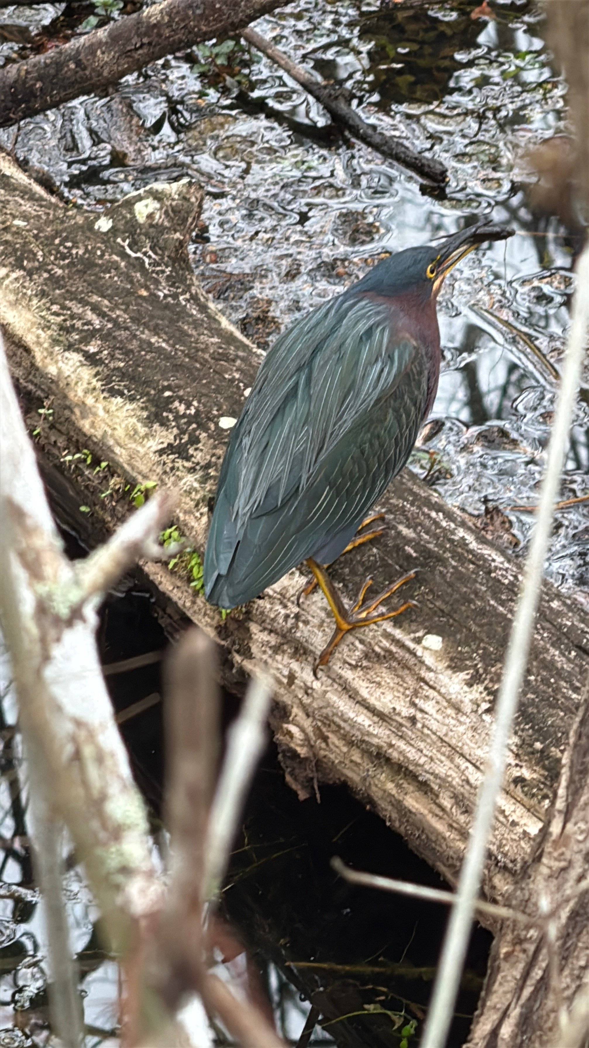 Multi-colored Heron