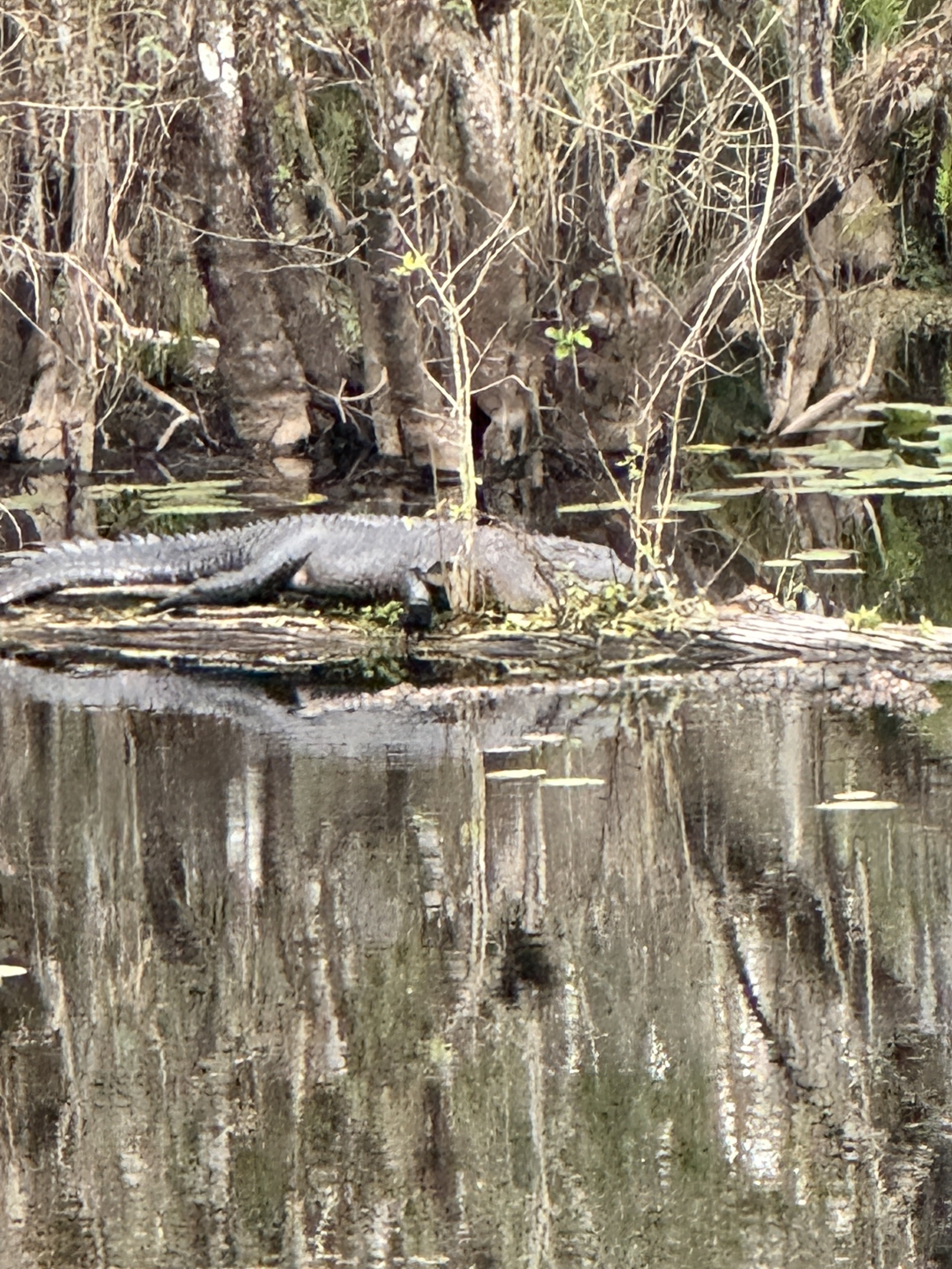 A gator sunbathing