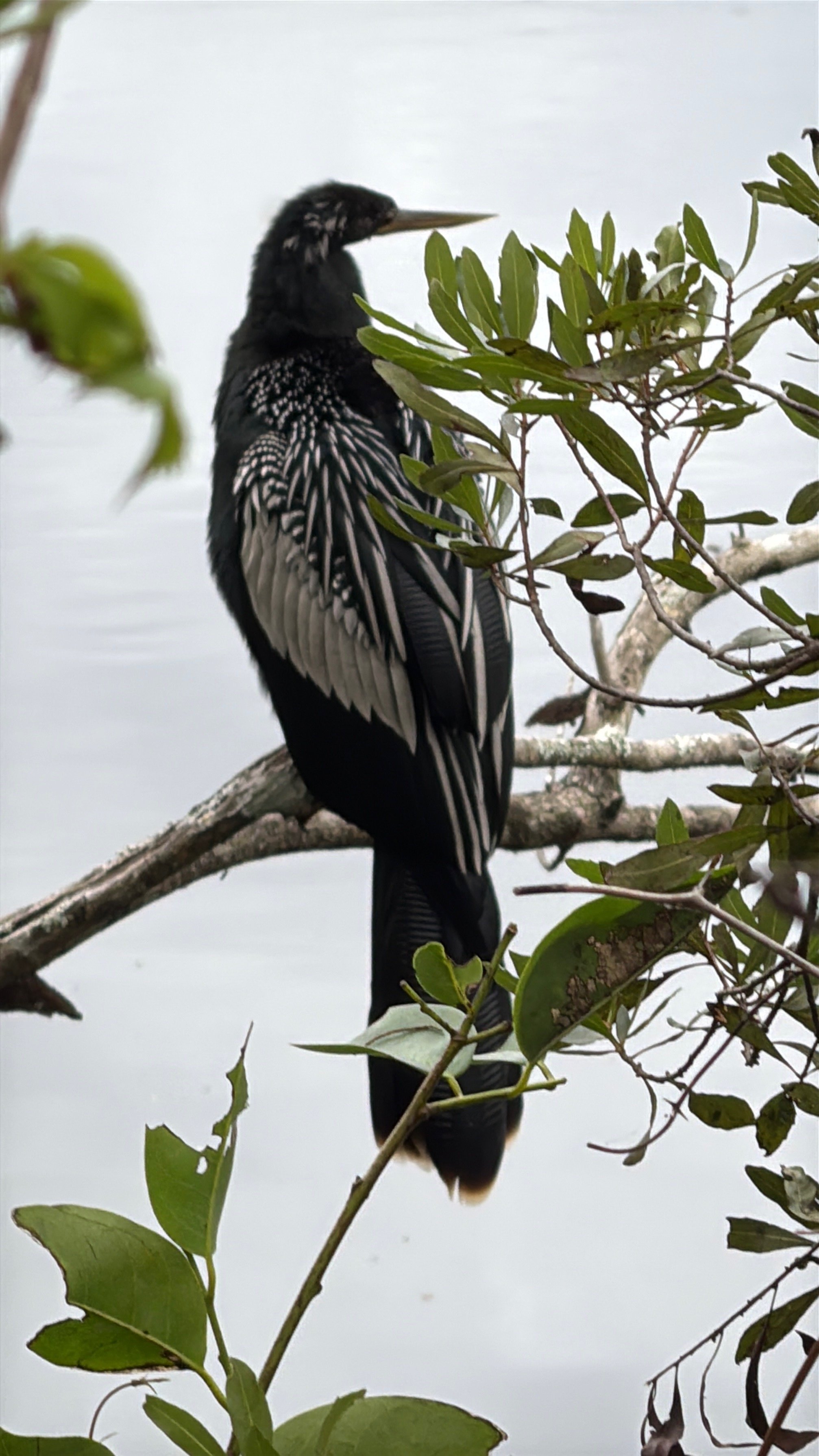 Anhinga @DingDarling 2025
