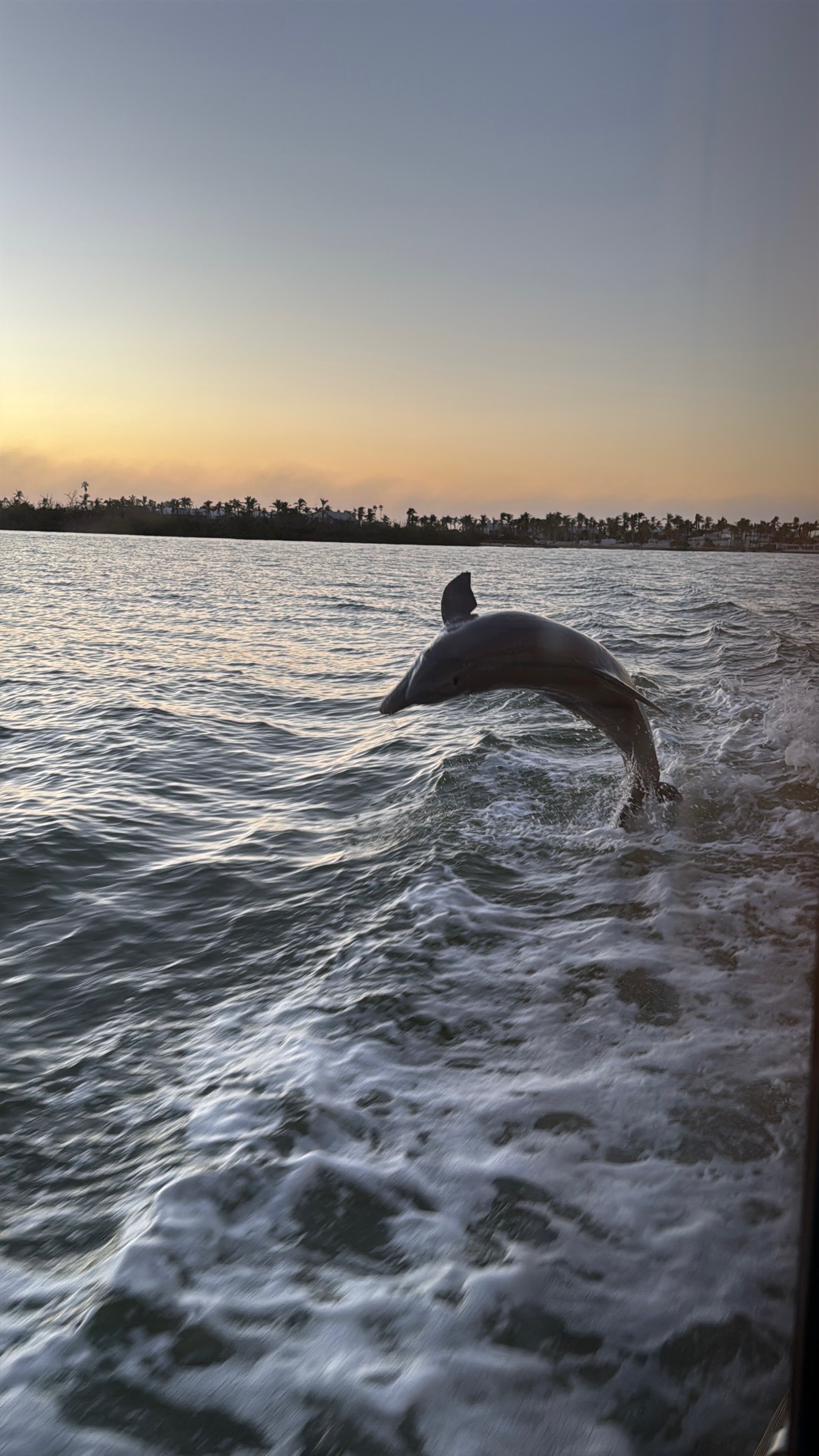 Dolphin/sunset boat ride in Captiva 1/2025
