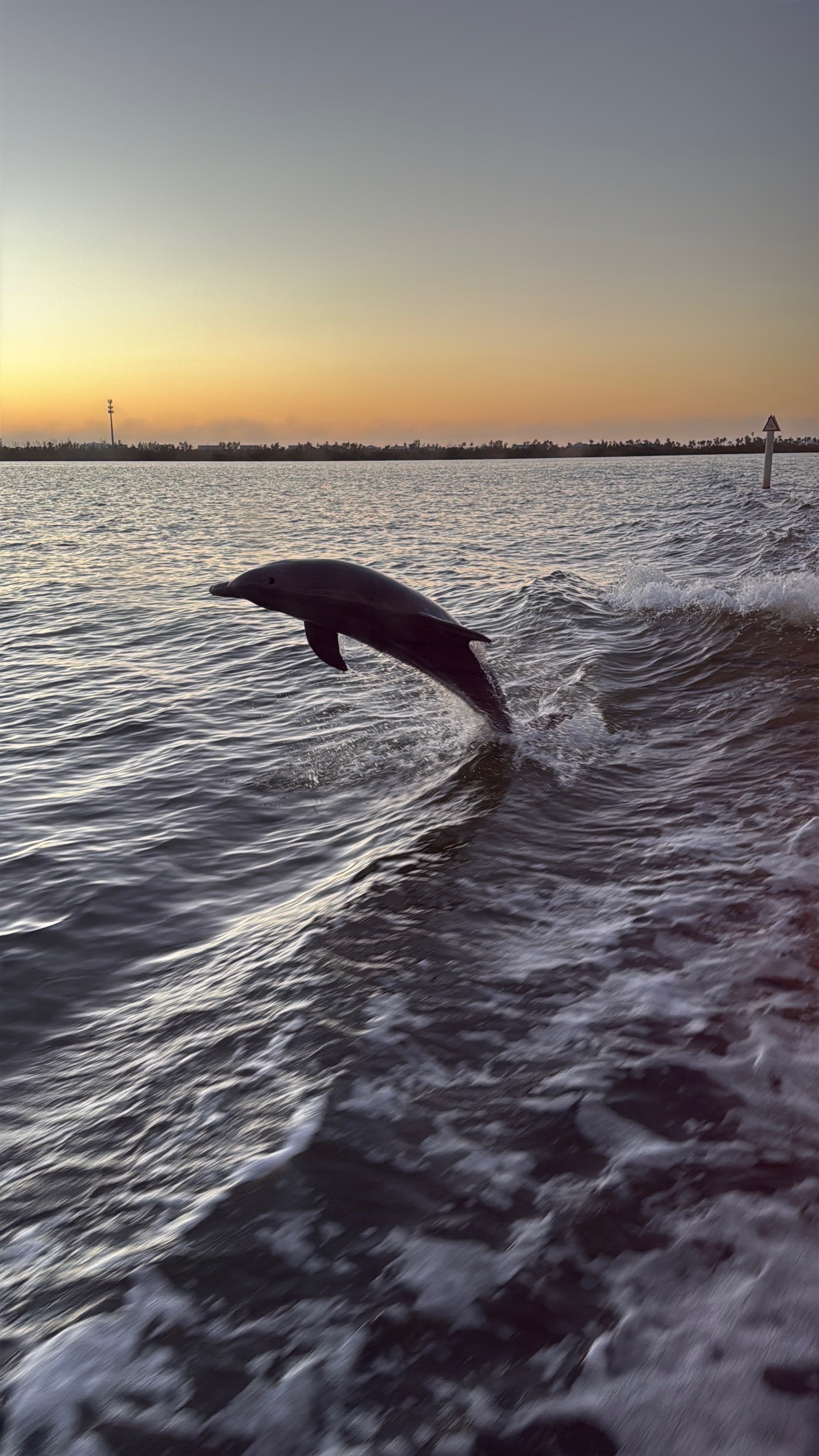 Dolphin/sunset boat ride in Captiva 1/2025