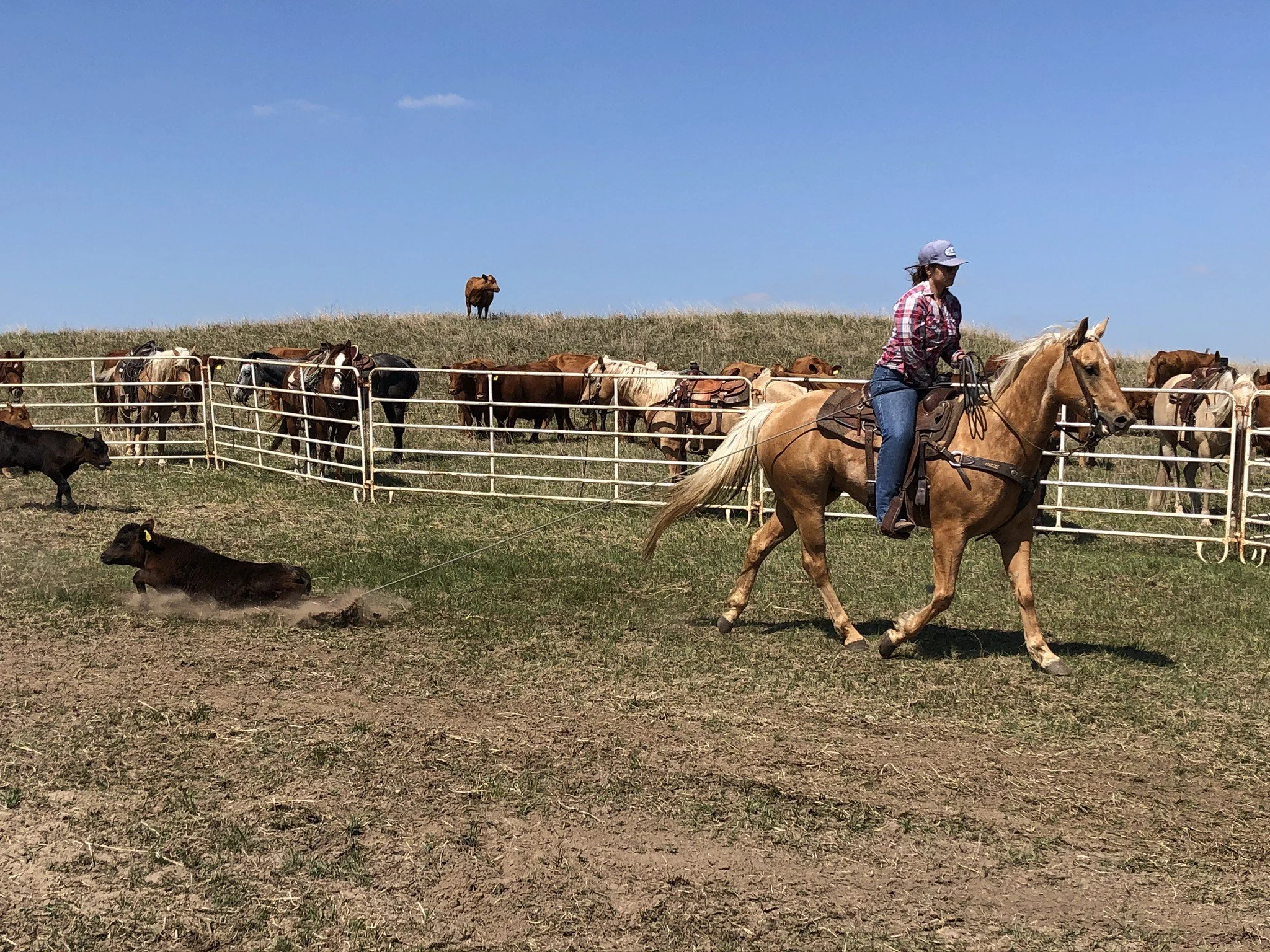 Cowgirl on a horse rounding up cattle on a ranch