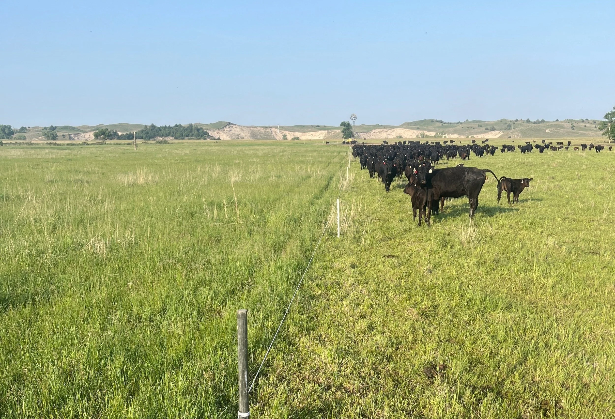 Herd of black cows grazing on a green pasture with hills and blue sky in the background, separated by a wire fence.