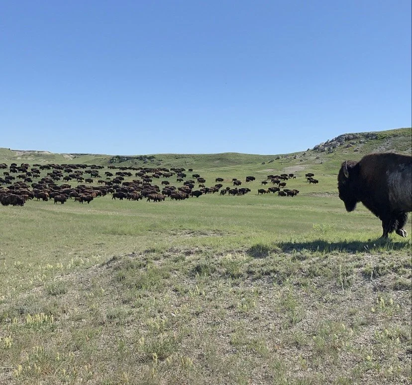 Large herd of bison grazing on a grassy plain with one bison in the foreground, under a clear blue sky.