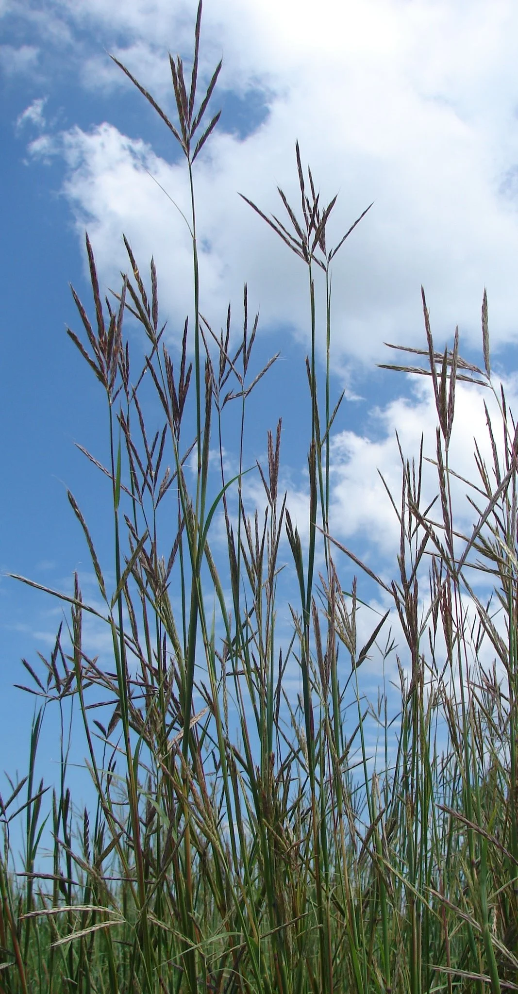Tall grass with seed heads against a blue sky with clouds.